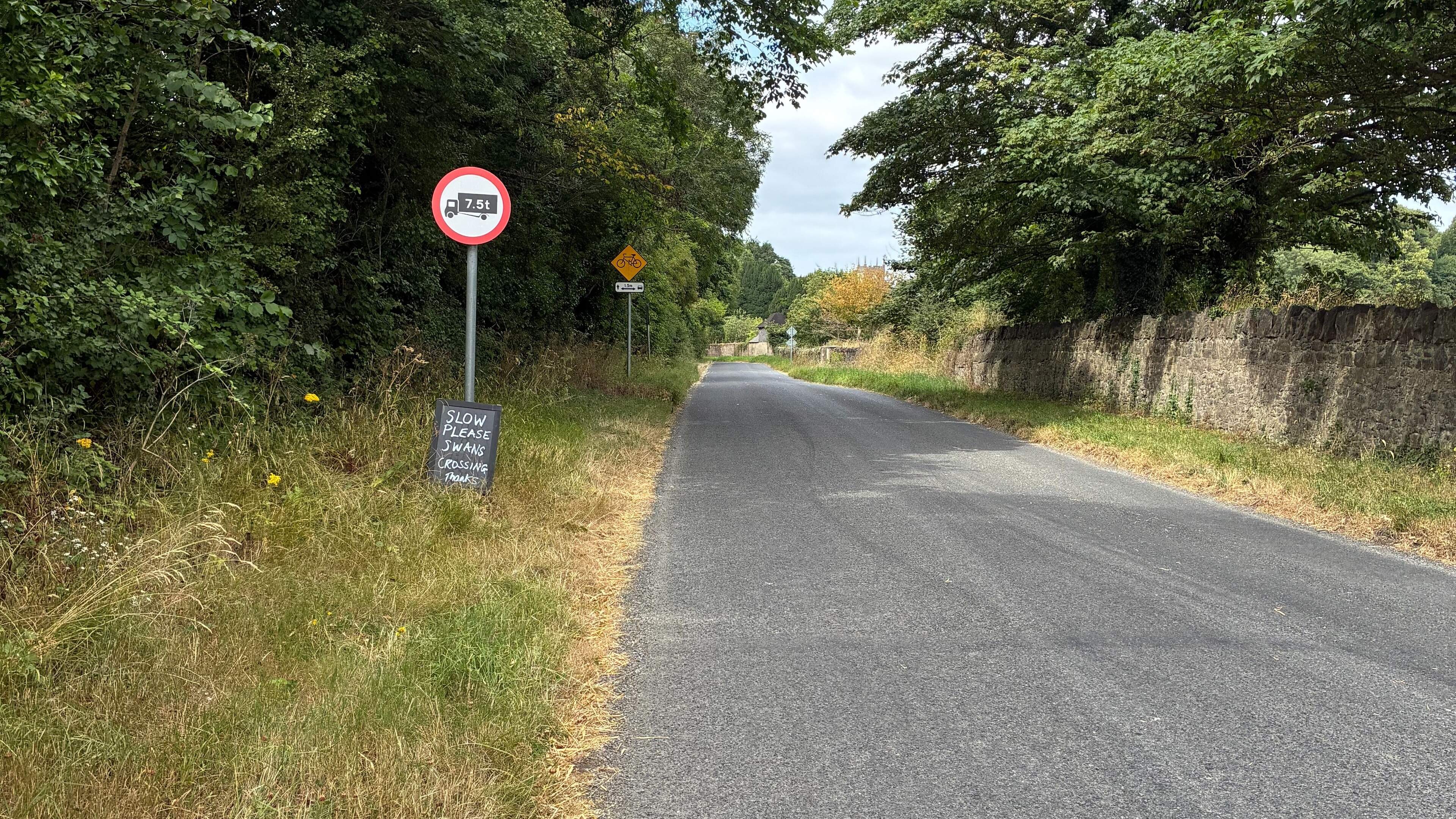 Motorists urged to slow down on Baltray Road as swans cross at Louth beauty spot