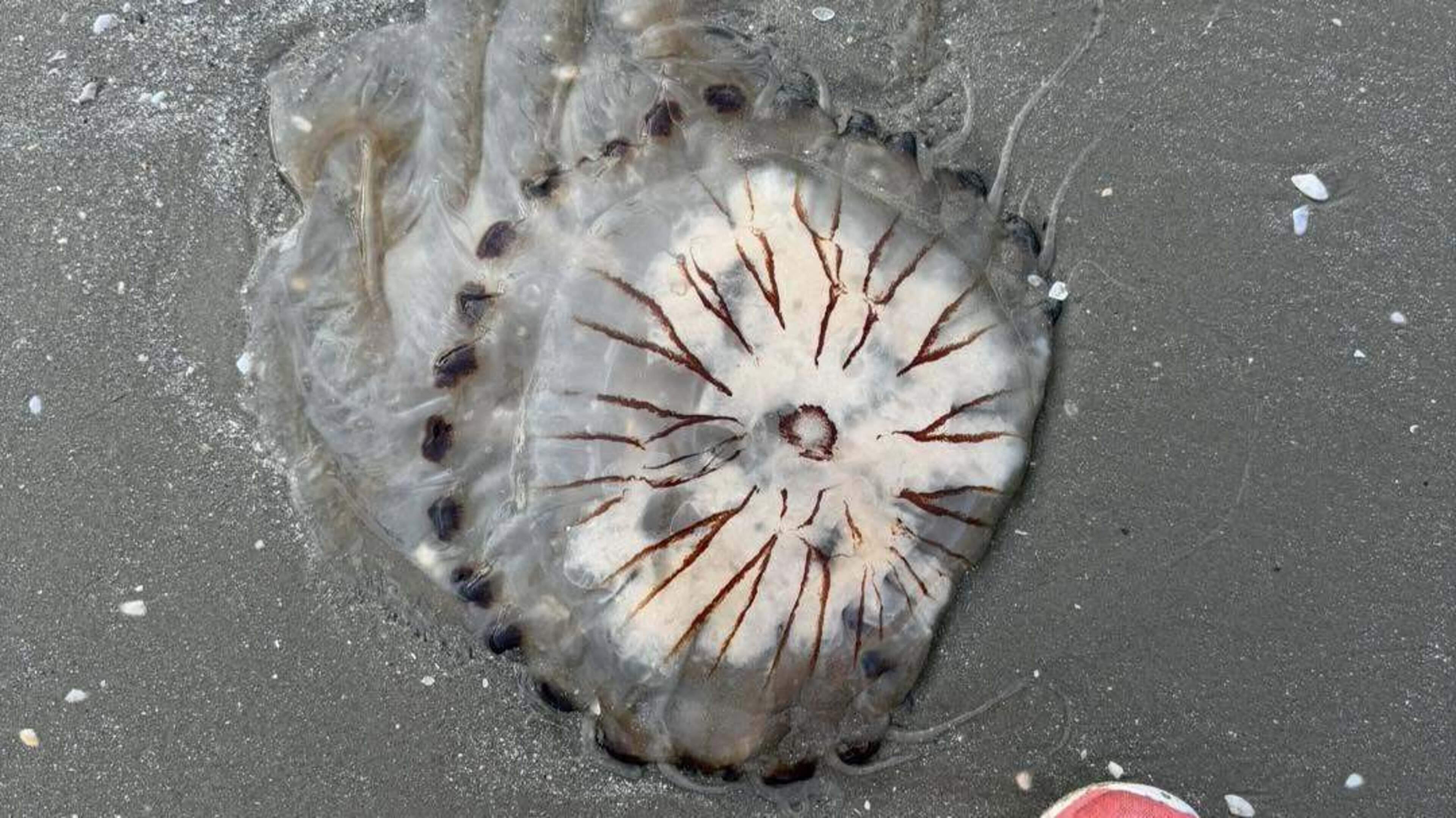 Beach goers urged to watch out for ‘painful-sting’ jellyfish along Louth and Meath coast