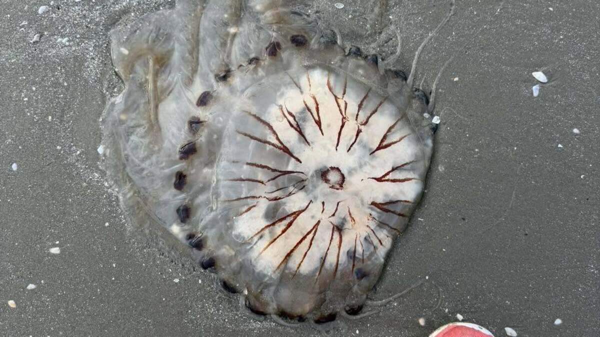 Beach goers urged to watch out for ‘painful-sting' jellyfish along Louth and Meath coast