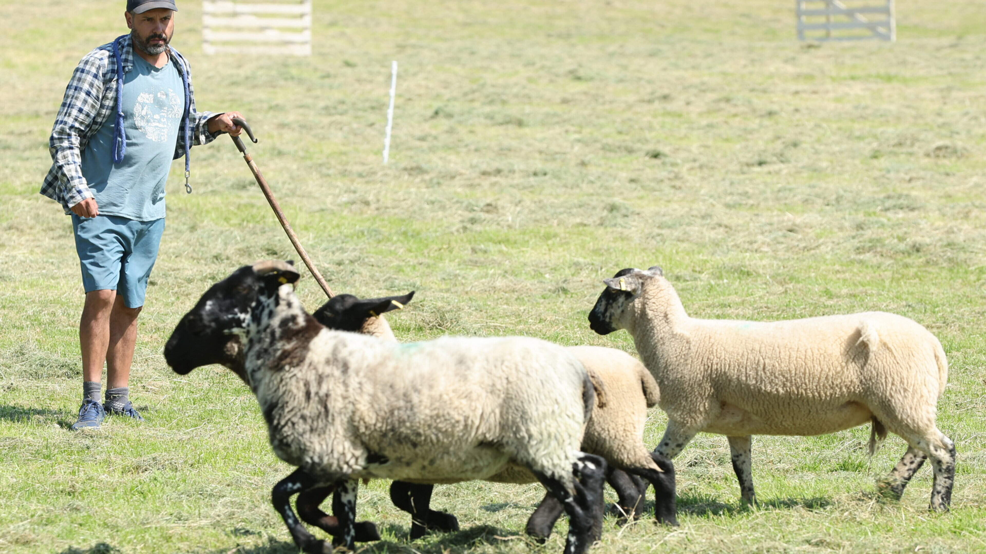 See photos as crowds flock to 12th Ballymacan Sheepdog Trials in aid of Rathkenny Community Centre
