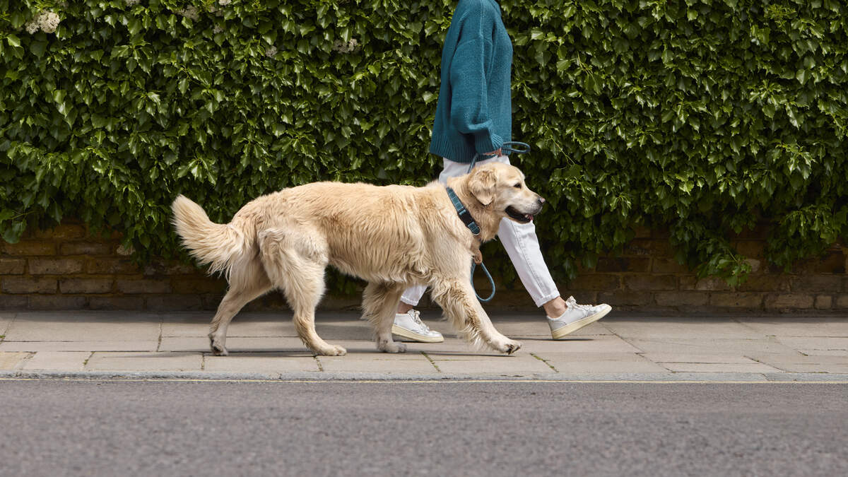 Knowing how to choose the right vet-informed food for your dog