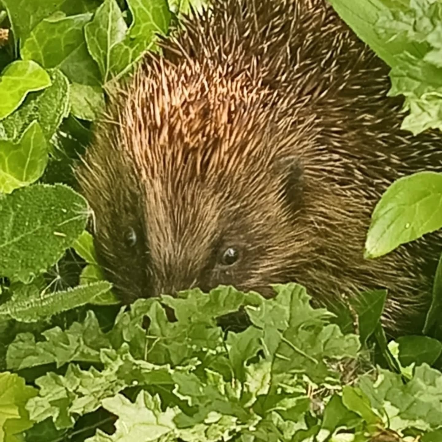 Hedgehog rescued from Galway garden fire after blaze gets out of control