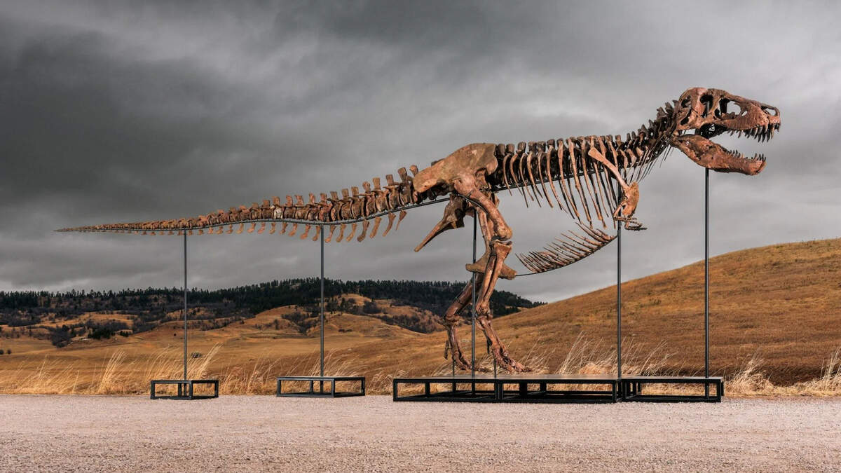 Gus to become the priciest dinosaur – but scientists have a bone to pick