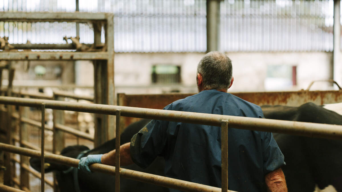 The Department's enforcement files: from calf welfare breaches to a 10-year livestock ban