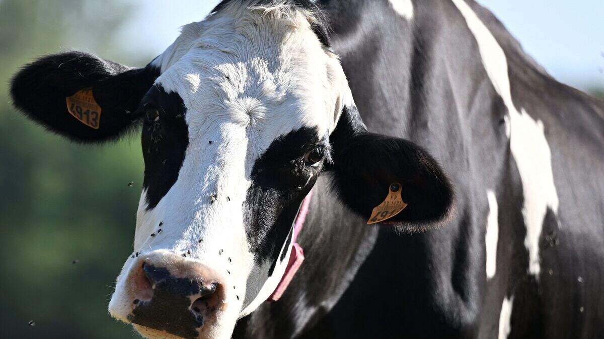 First case of 2026 bluetongue infection detected in Co Wexford herd