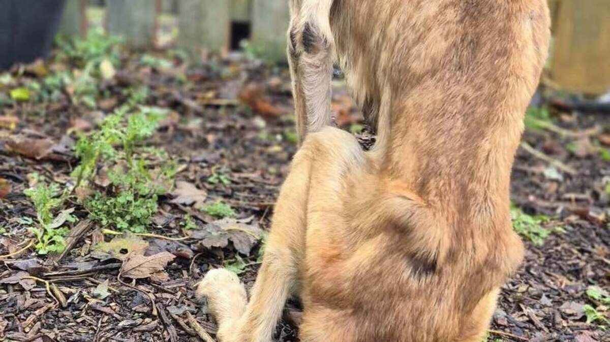 Emicated dog discovered in Galway garden after builders hear ‘whimpering'