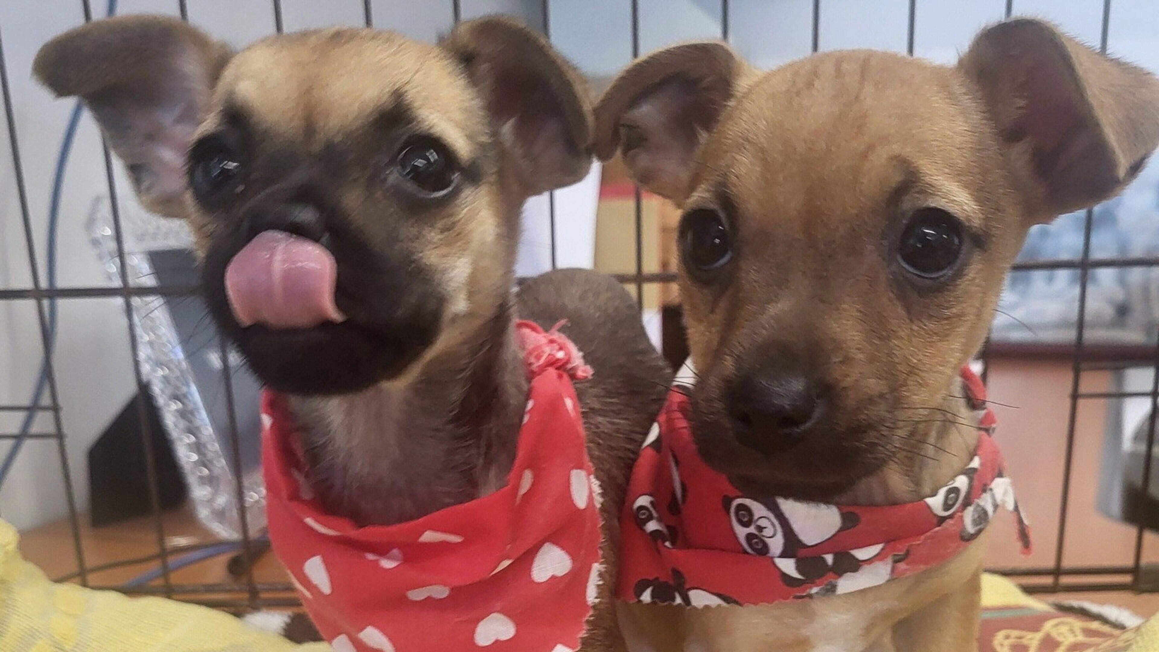 Wexford families and their furry friends invited to fun new festival in aid of the WSPCA