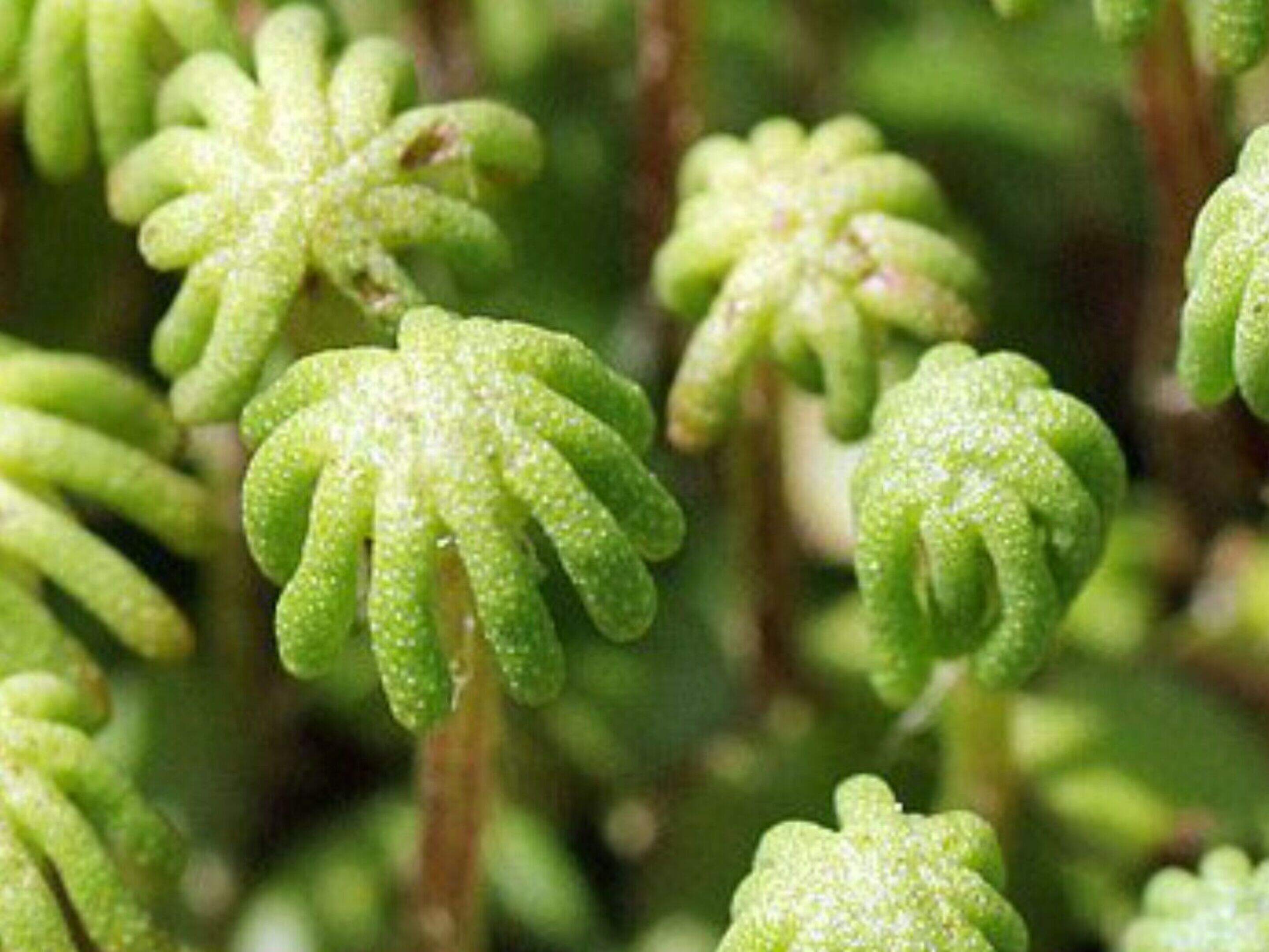 Common Liverwort an extremely variable and common plant | Irish Independent