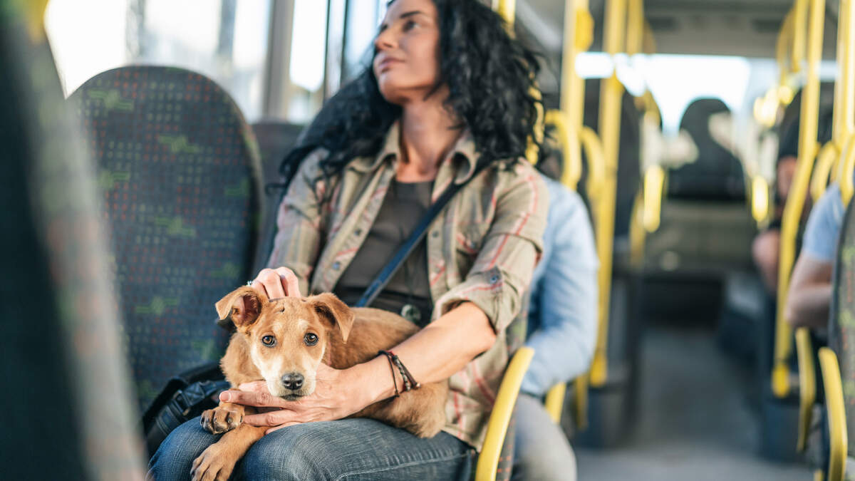 Melanie Finn: I'm a dog lover, but allowing pets on public transport is a terrible idea