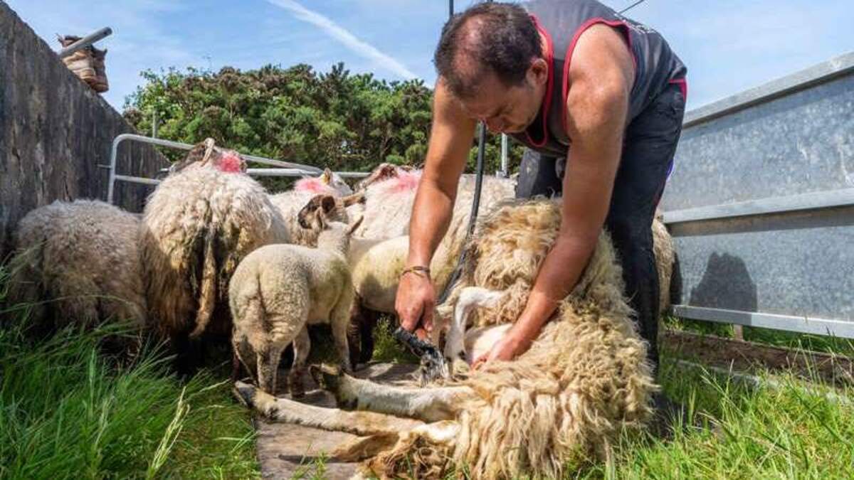 New scheme could subsidise holiday cover for farmers