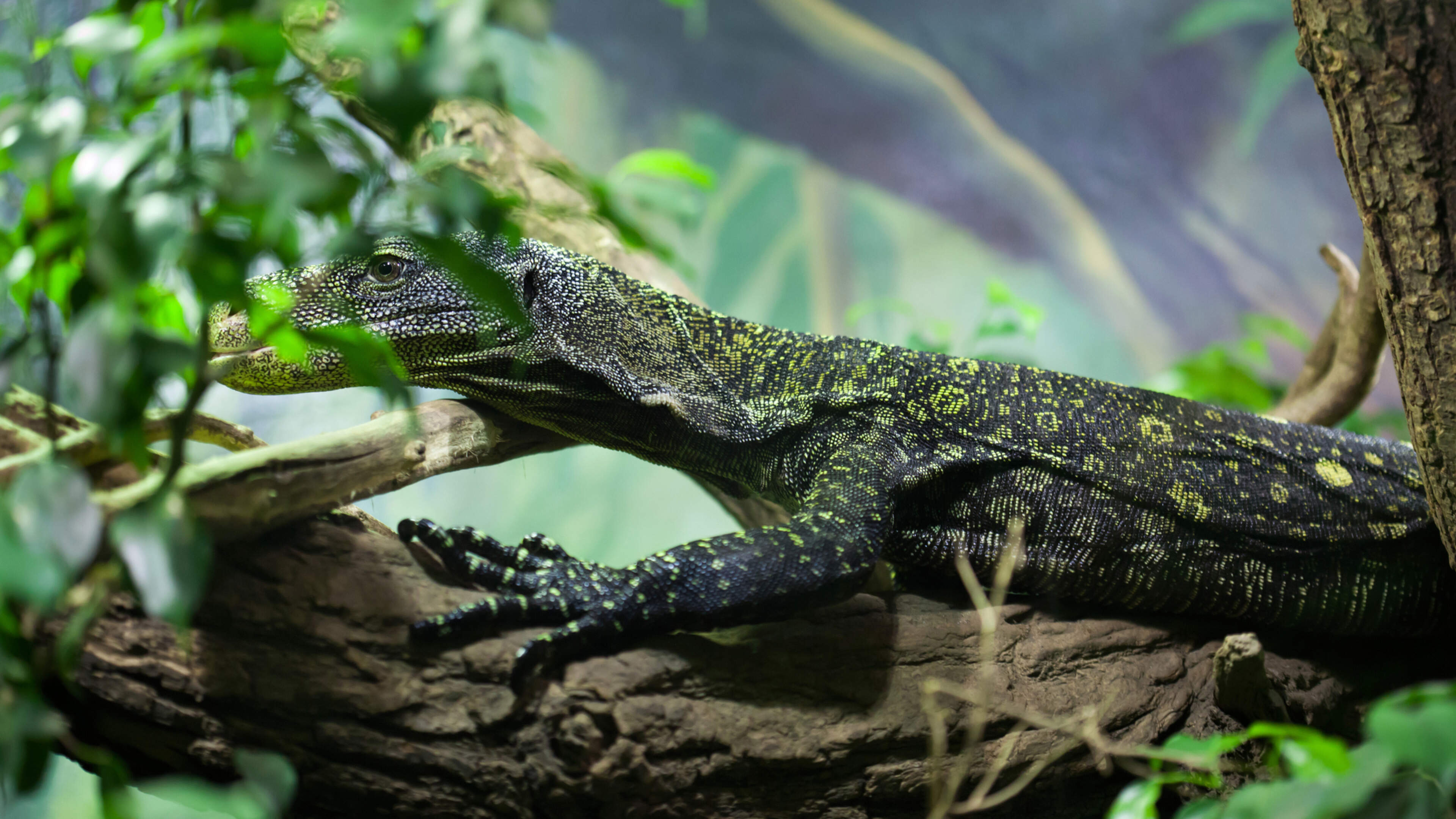 Urgent search for huge monitor lizard spotted in Italy 13,000km away from habitat