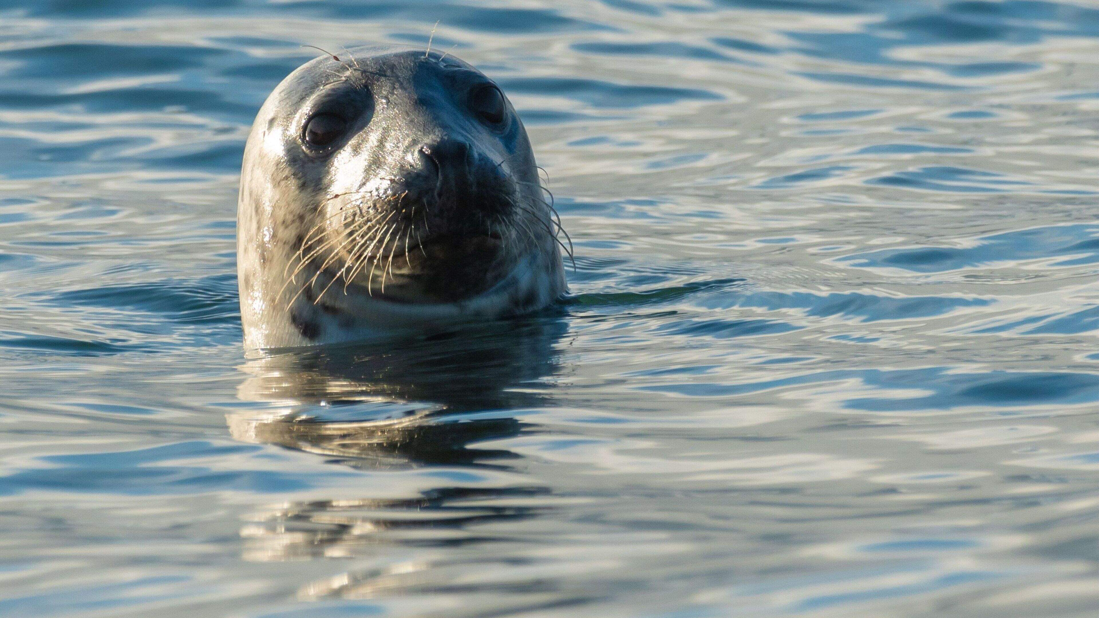 Wildlife workers under fire for prodding 1,000kg Neil the seal