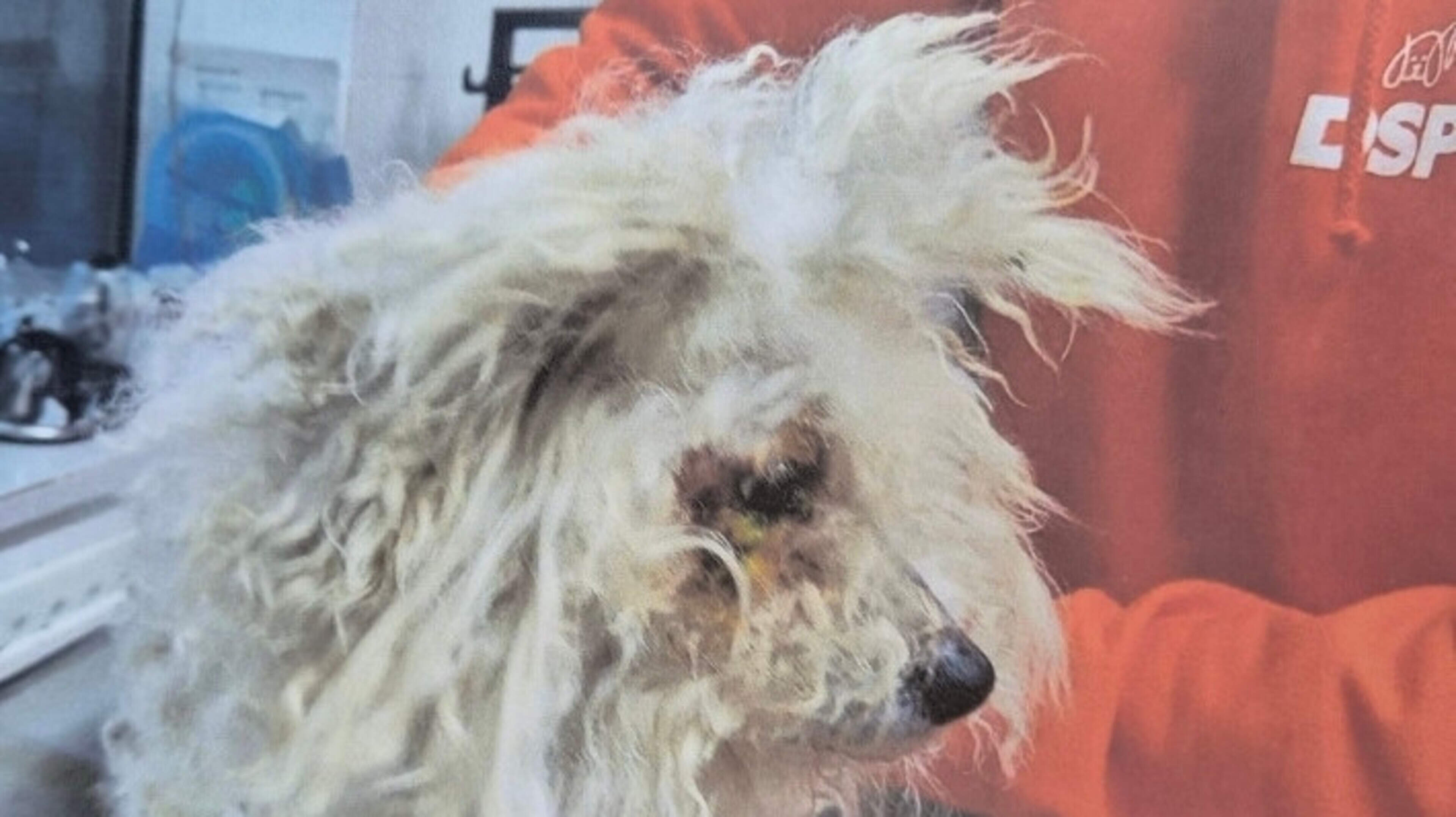 Nurse who left Bichon Frise in ‘excruciating’ pain spared jail but given lifetime dog ownership ban