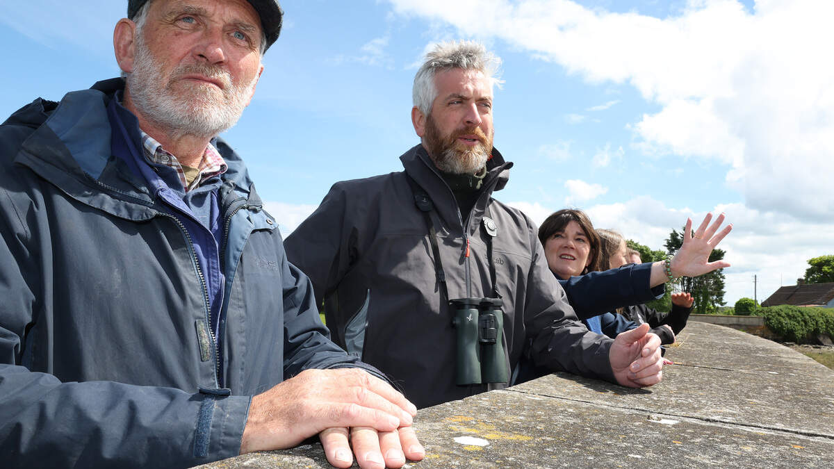 Meet the Louth volunteers scaring off predators at Baltray 'Little Tern' nesting sites