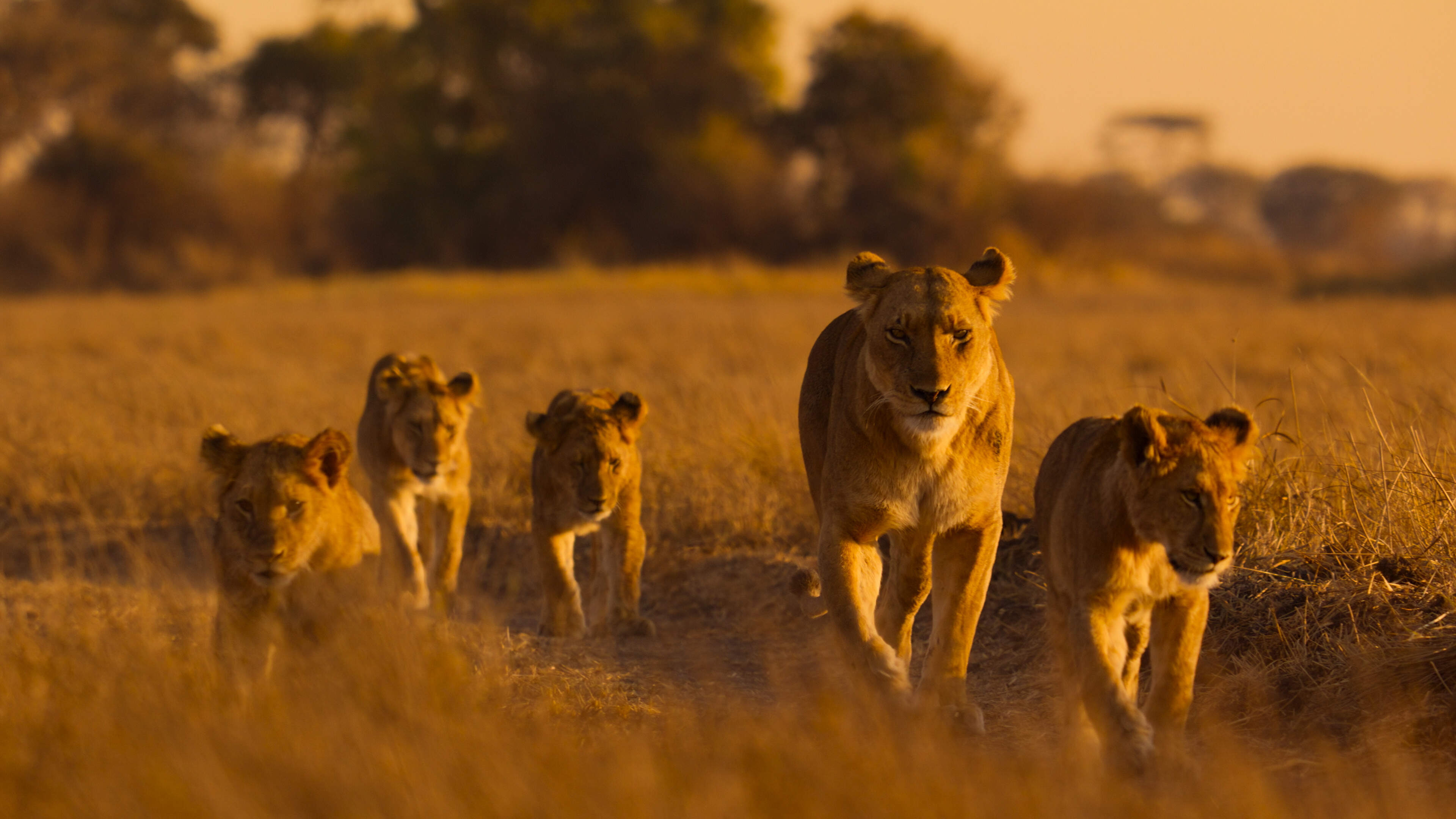 National Geographic scientist warns of rapid decline in African wildlife