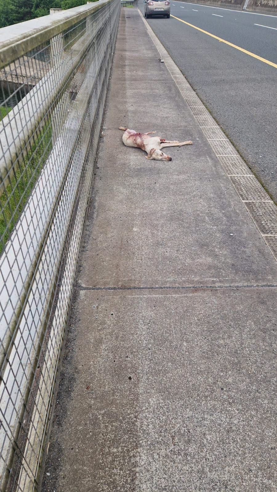 Galway animal shelter distraught as dog they were tracking for over a week found dead beside motorway