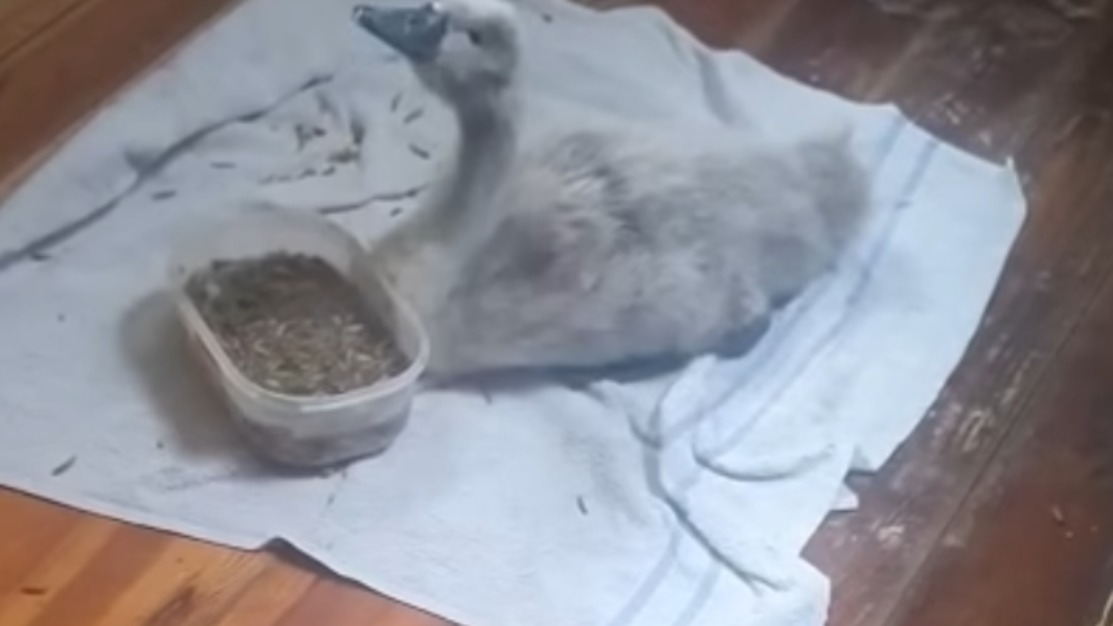 Baby swan rescued from heavy machinery in Clare after passer-by steps in