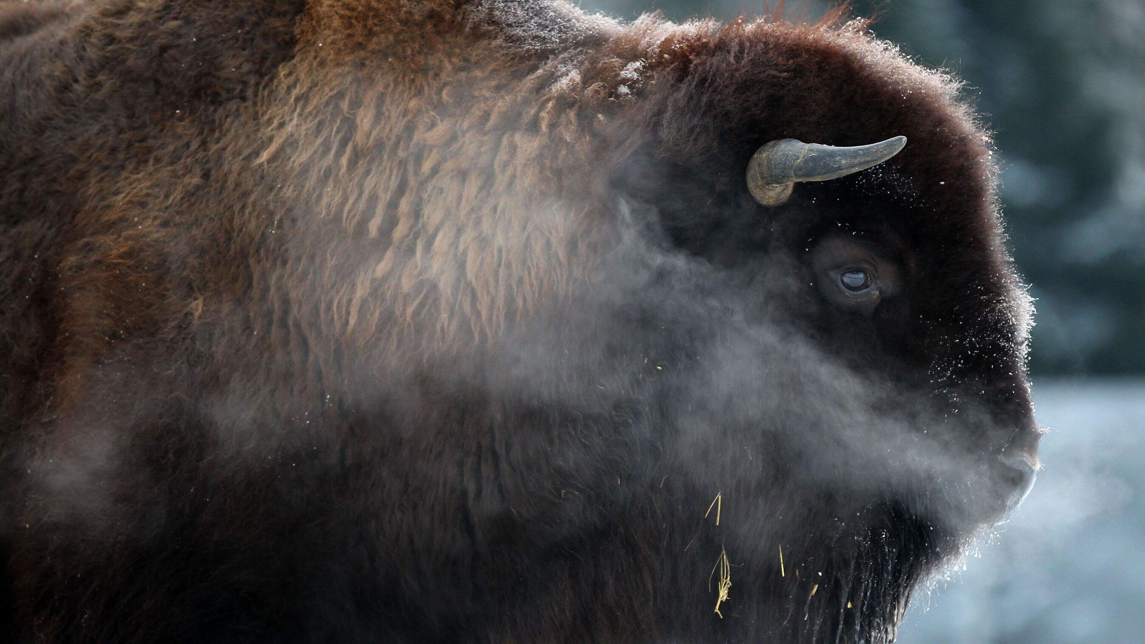 Bison charges Yellowstone visitor, tossing man into the air