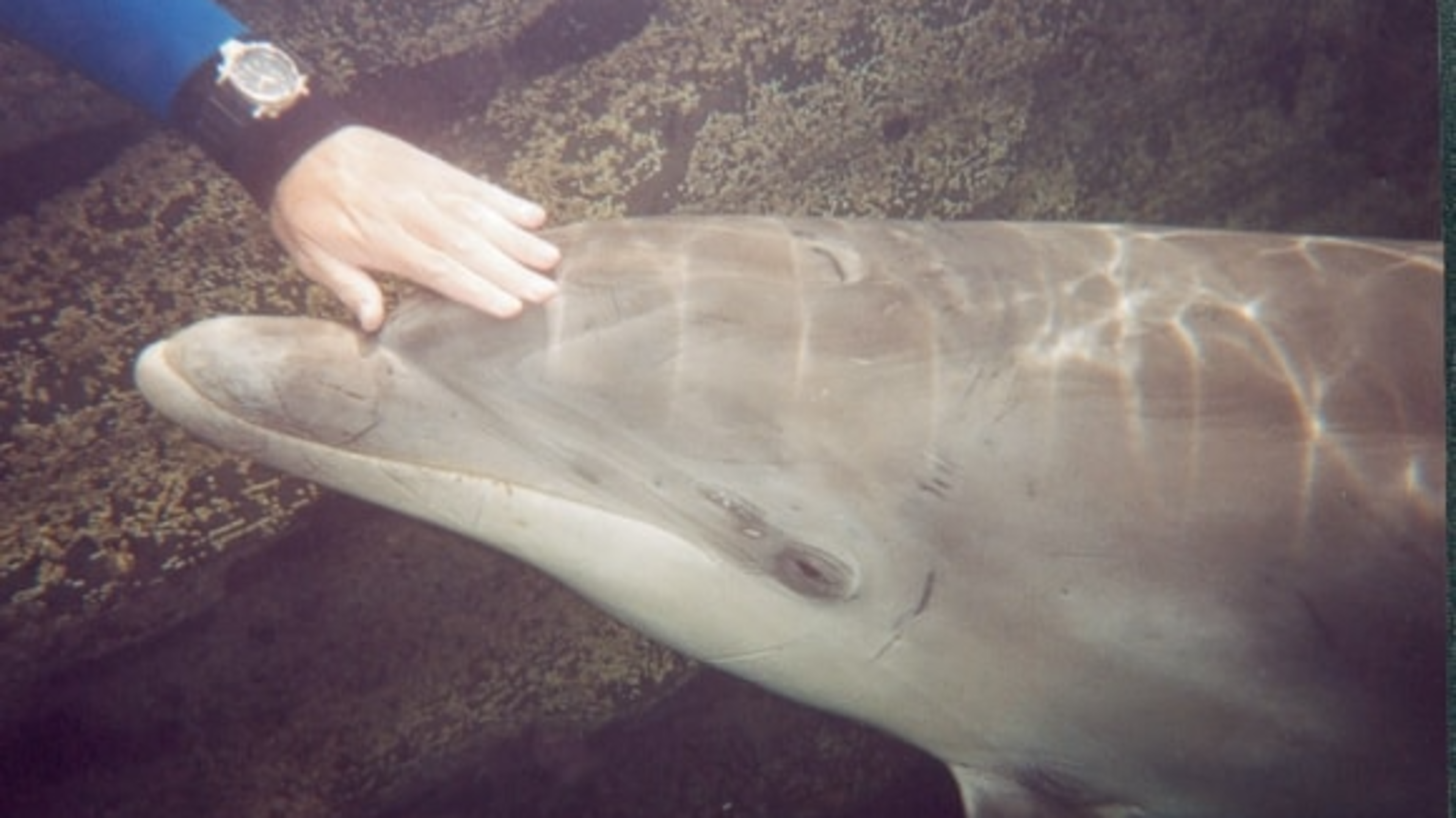 Fungie’s DNA recovered from old wetsuit reveals mixed dolphin ancestry