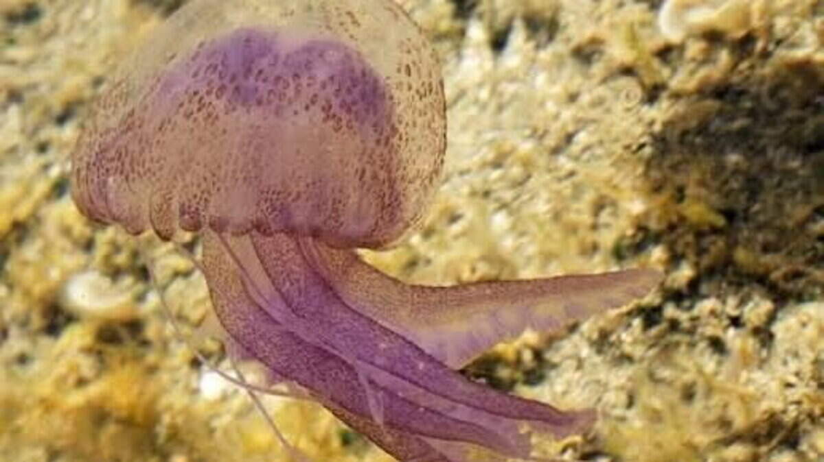‘They give a nasty sting' - Coastal Clare community on high alert after influx of mauve stinger jellyfish