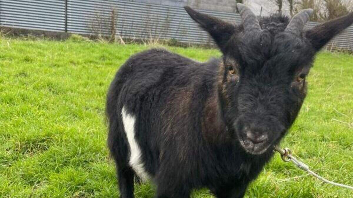 Pygmy goat second in his family to represent Clare in ‘Nose of Tralee’