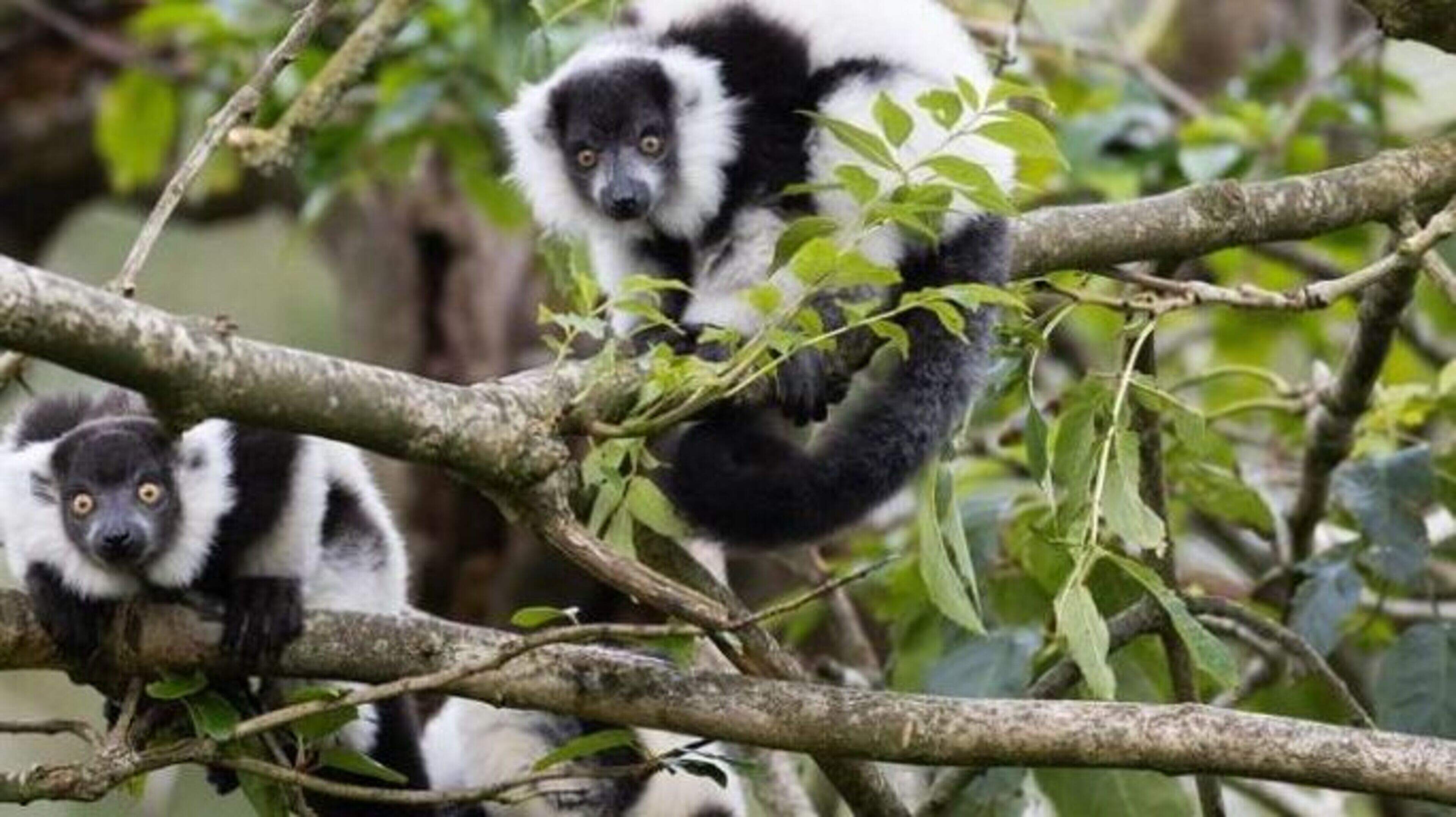 Endangered species boost as Fota Wildlife Park celebrates lemur babies