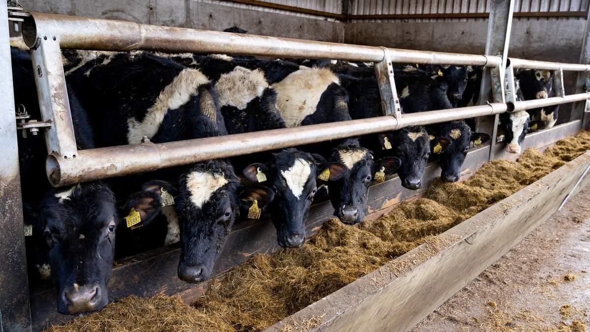 22pc of farms have less than 100 days’ feed available