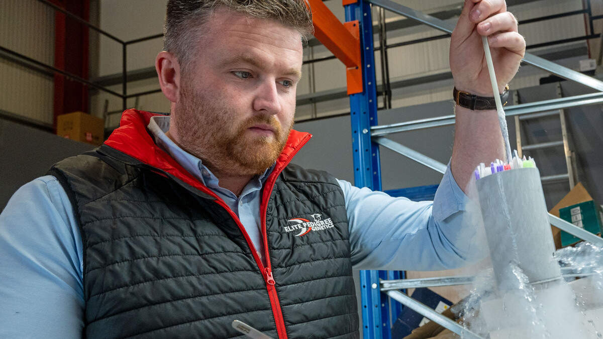 Breeding the €20,000 calf: the Finnegan formula behind a booming market