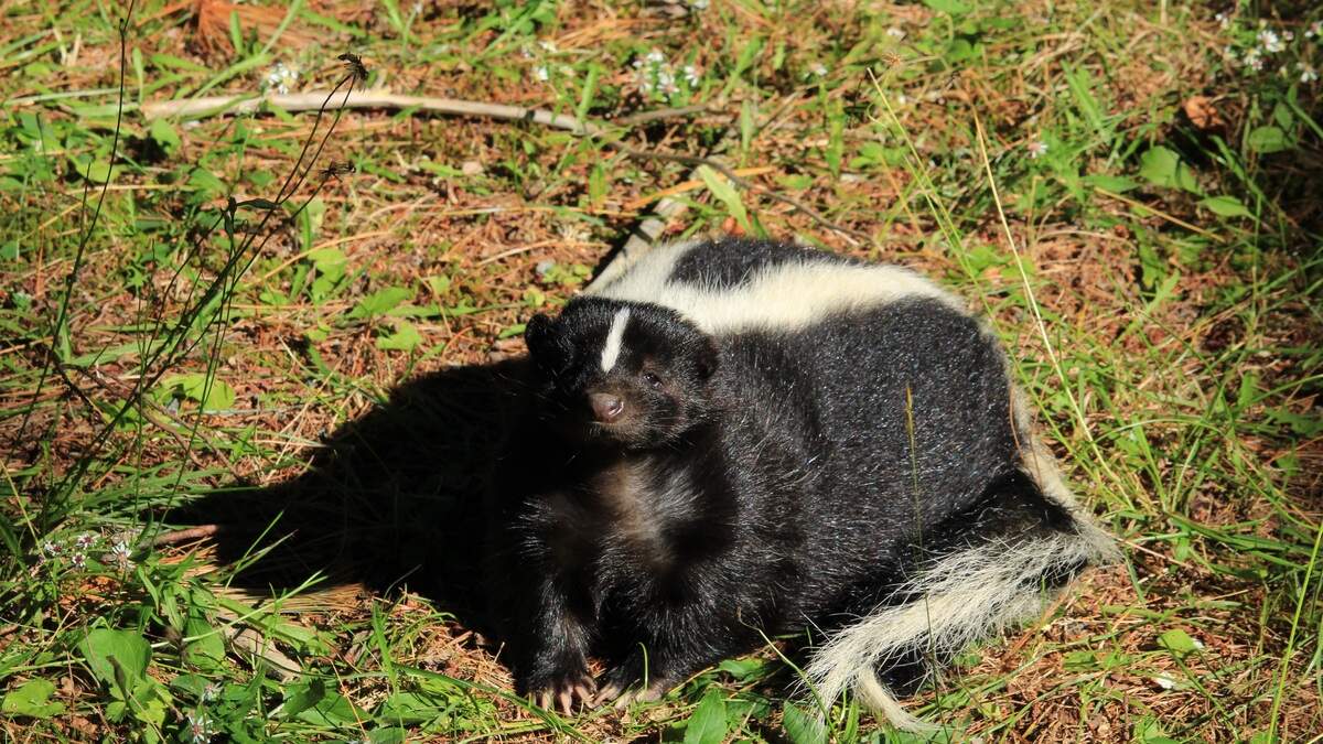 Seven non-native striped skunks captured and euthanised after sightings in Kildare