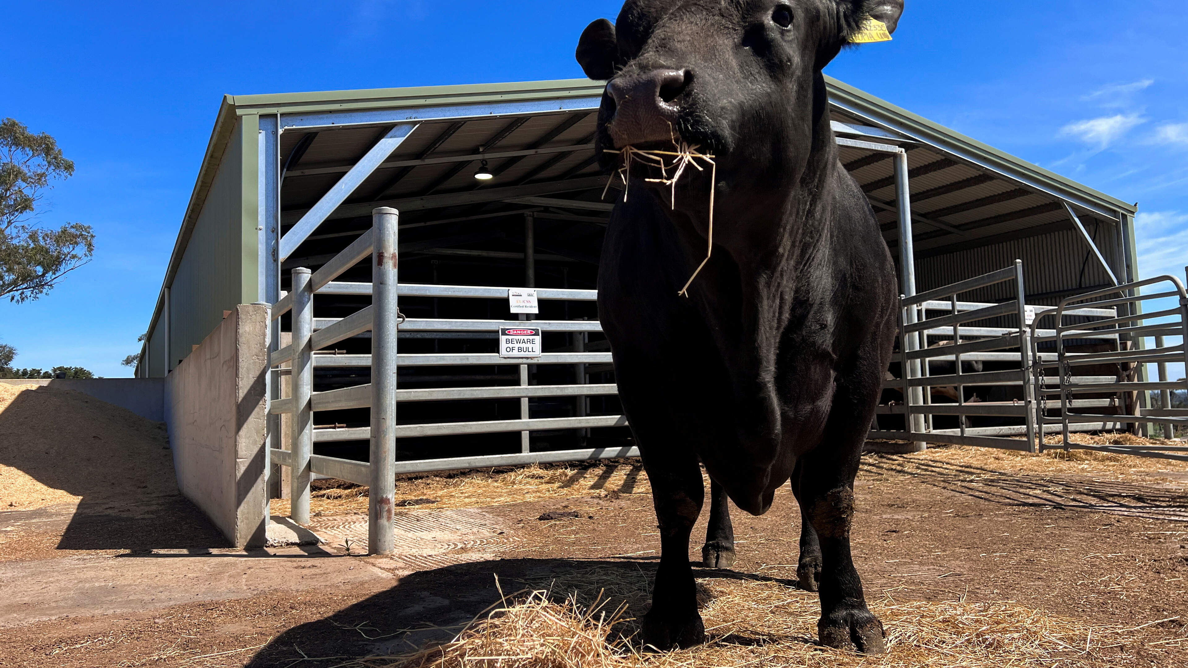 China is back in the bull semen market, but only the best will do