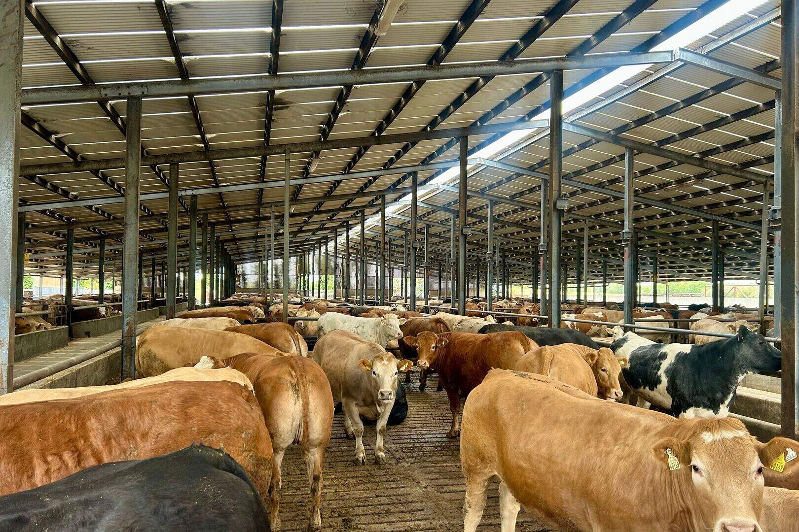 Outlook for beef remains positive as scarcity puts a floor in trade ...