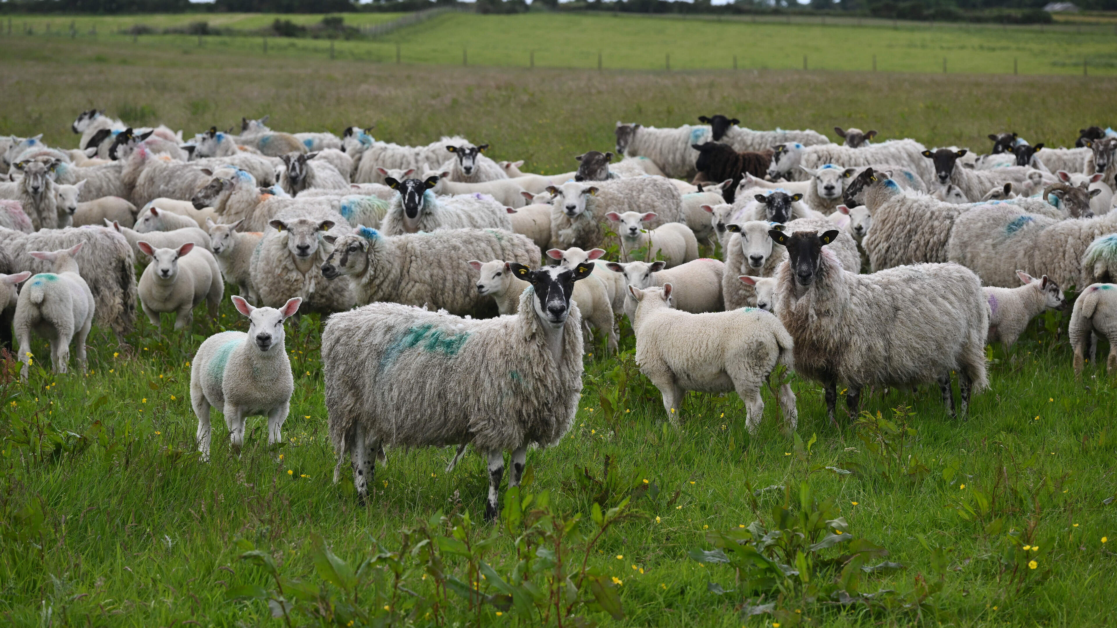 Labour shortages and profitability driving drop in sheep numbers — Teagasc 