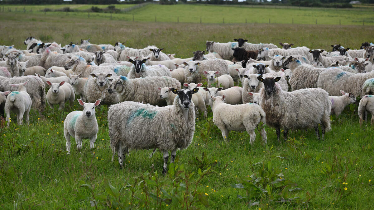 Labour shortages and profitability driving drop in sheep numbers — Teagasc