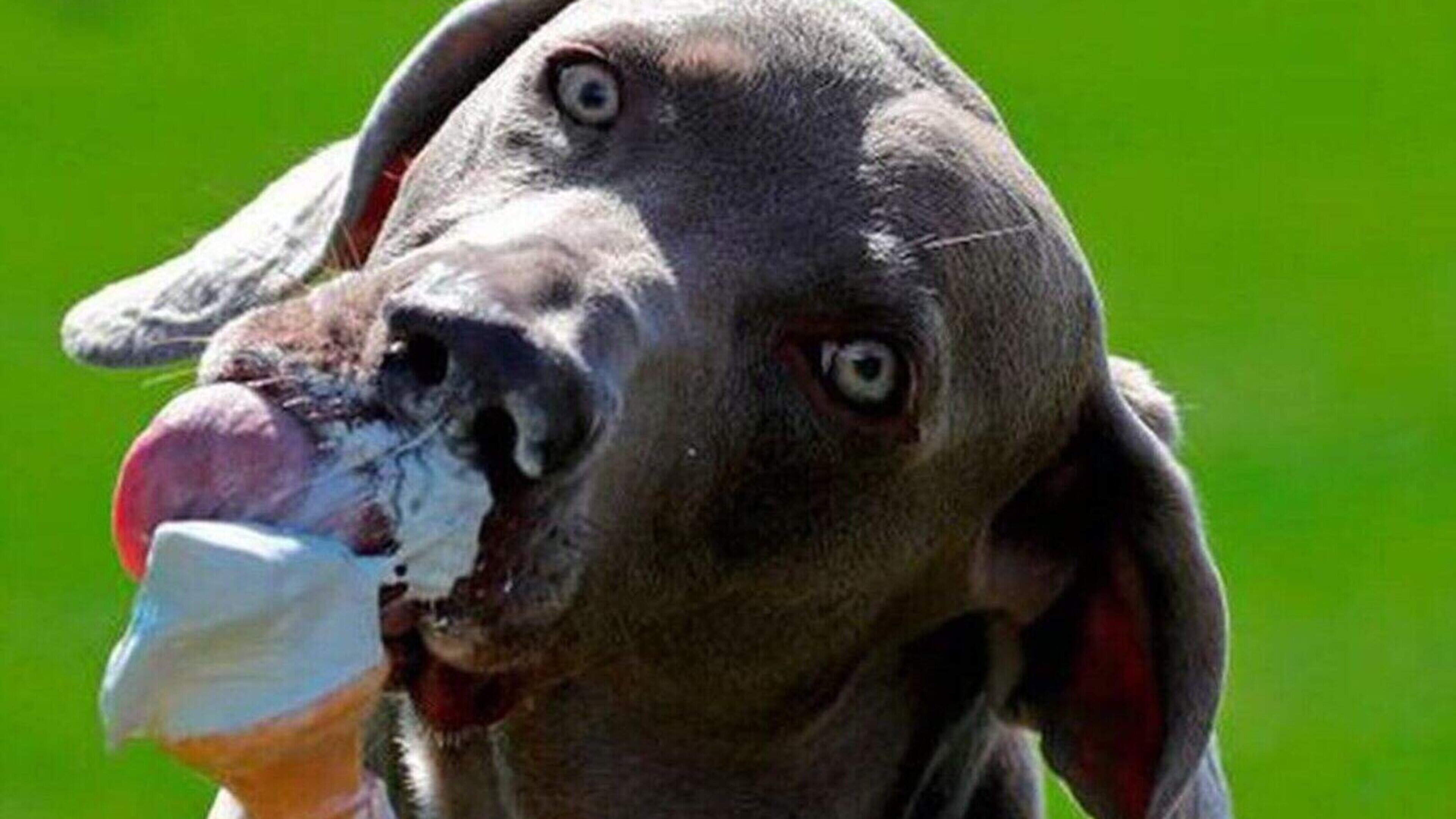 Founder of Wicklow animal rescue shelter on how to keep your dog cool during heatwave 