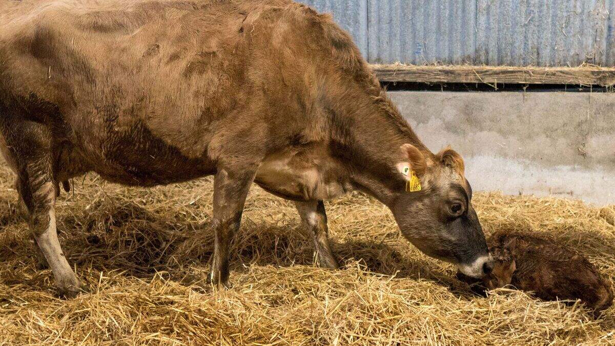Eamon O’Connell: Vaccination and immunisation — one of these things is ...