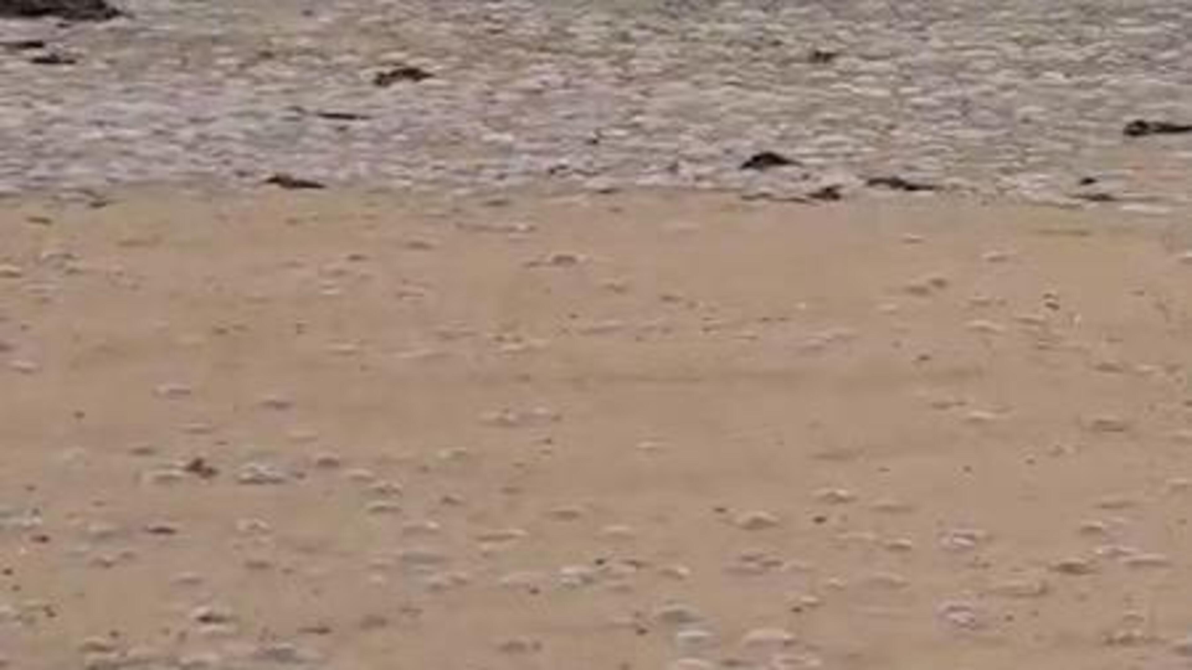 See photos as swarm of moon jellyfish wash up on Kerry beach