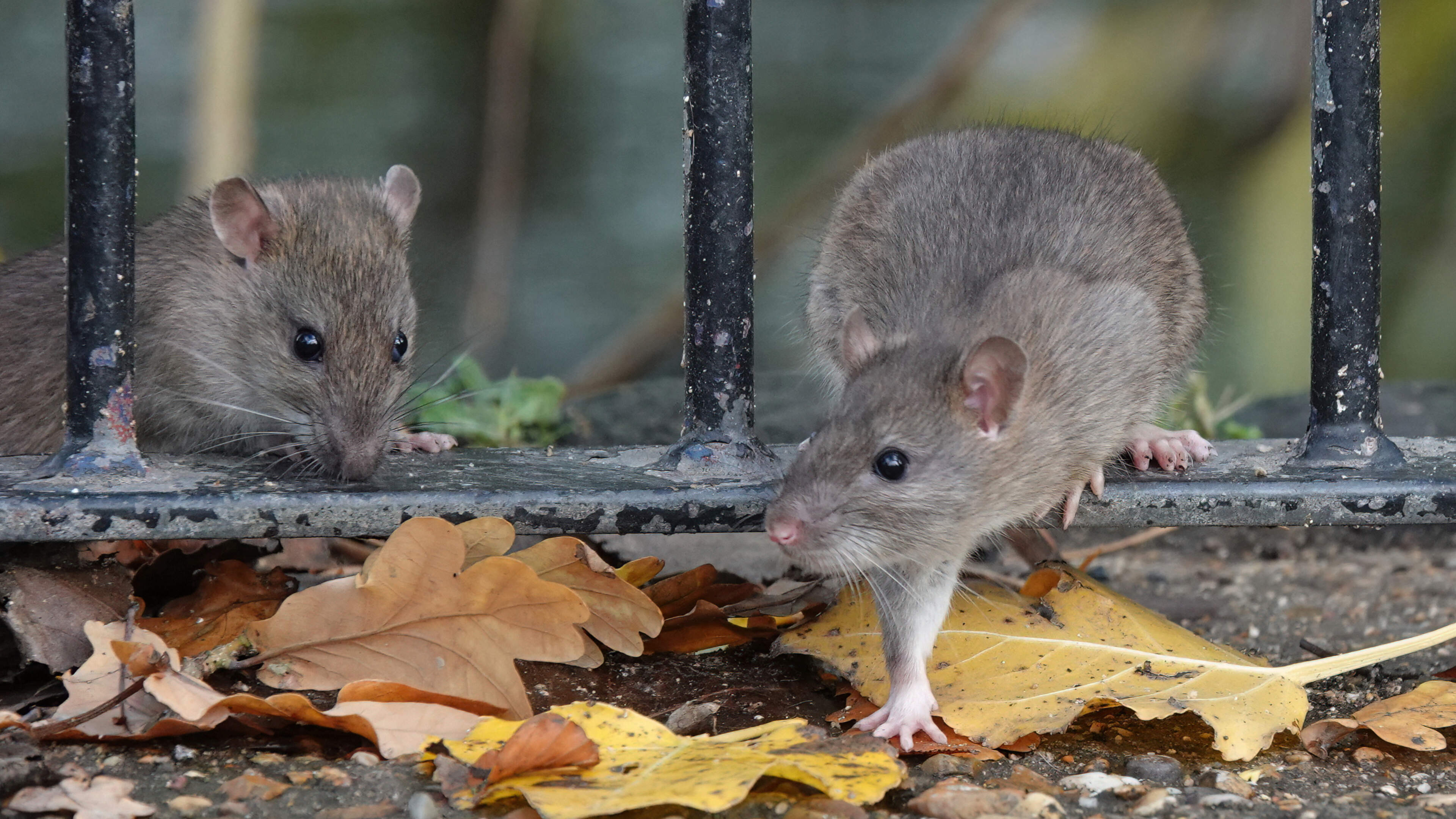 Irish homeowners warned of potential rat infestations after warmest-ever summer