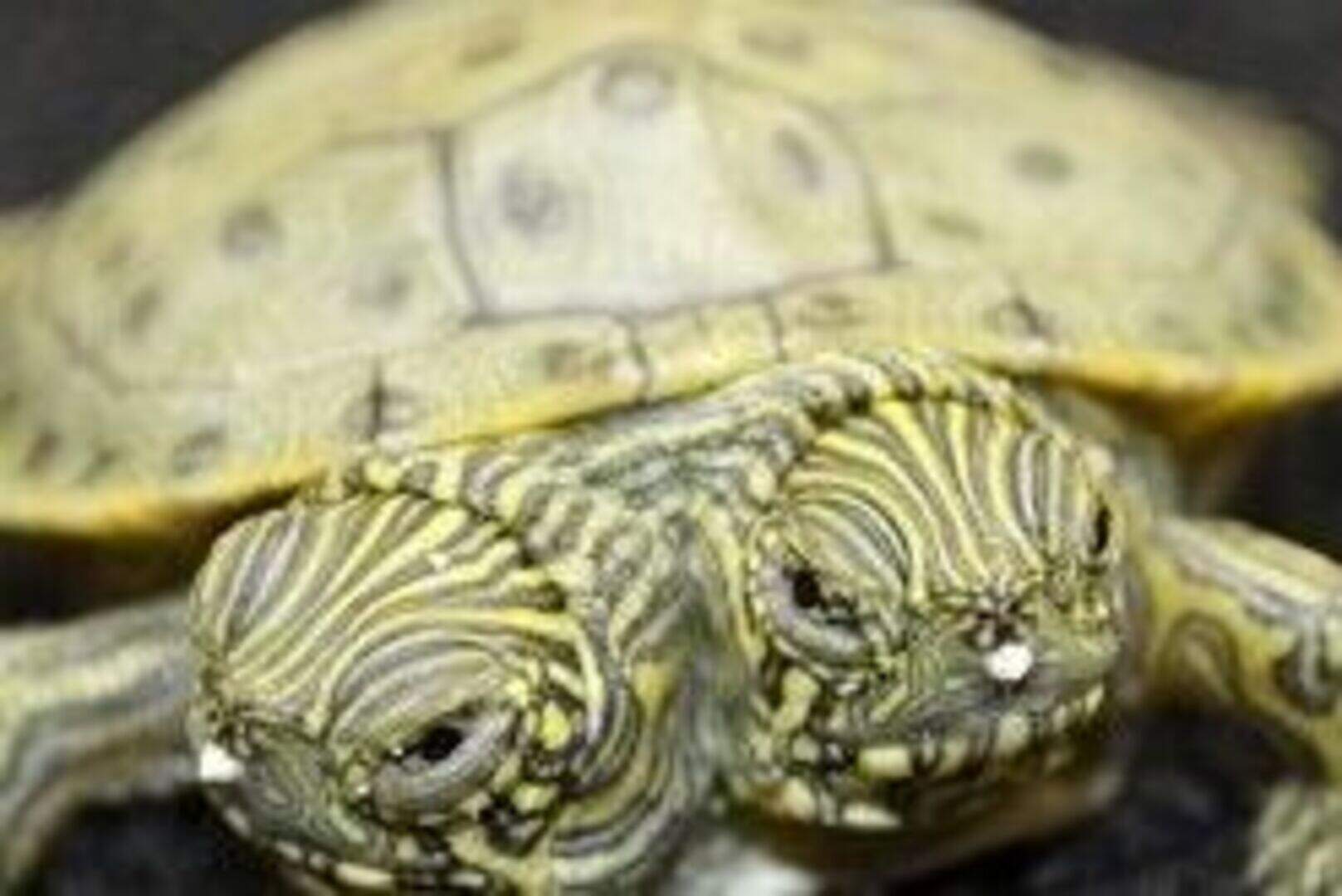 Two-headed turtle born at US zoo | Irish Independent