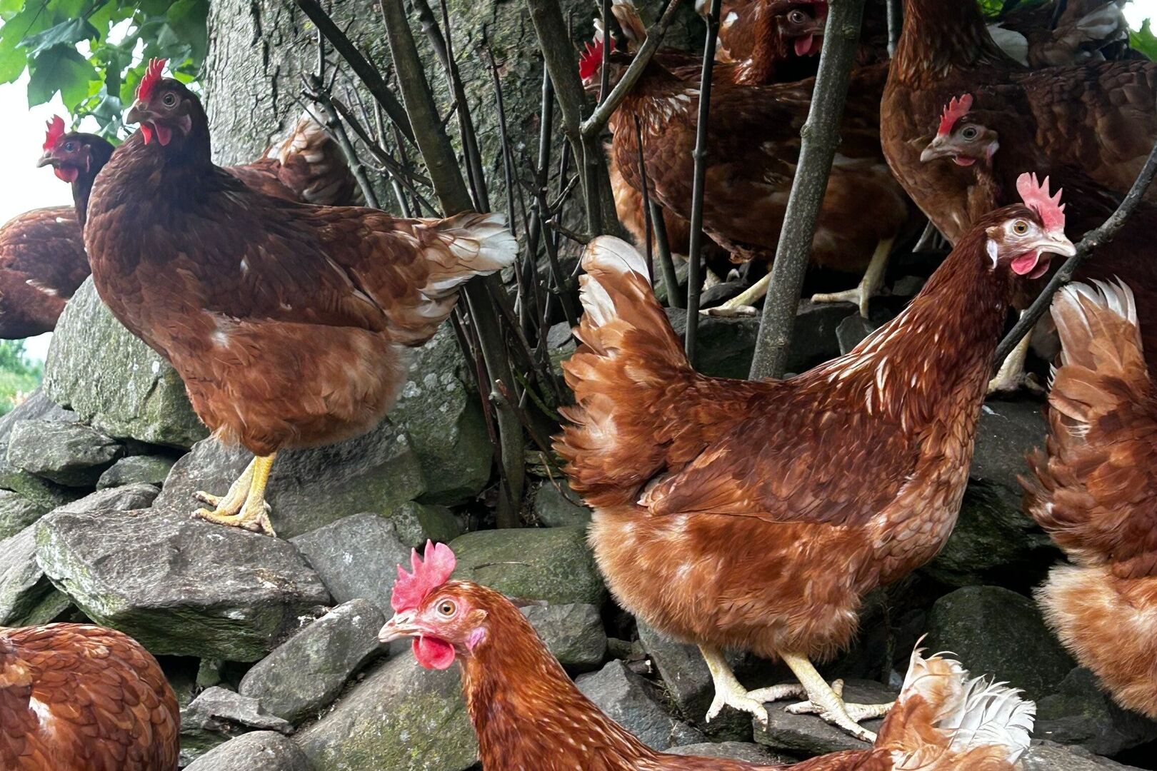 Meet the young Cavan farmer who opened his own egg-vending business at ...