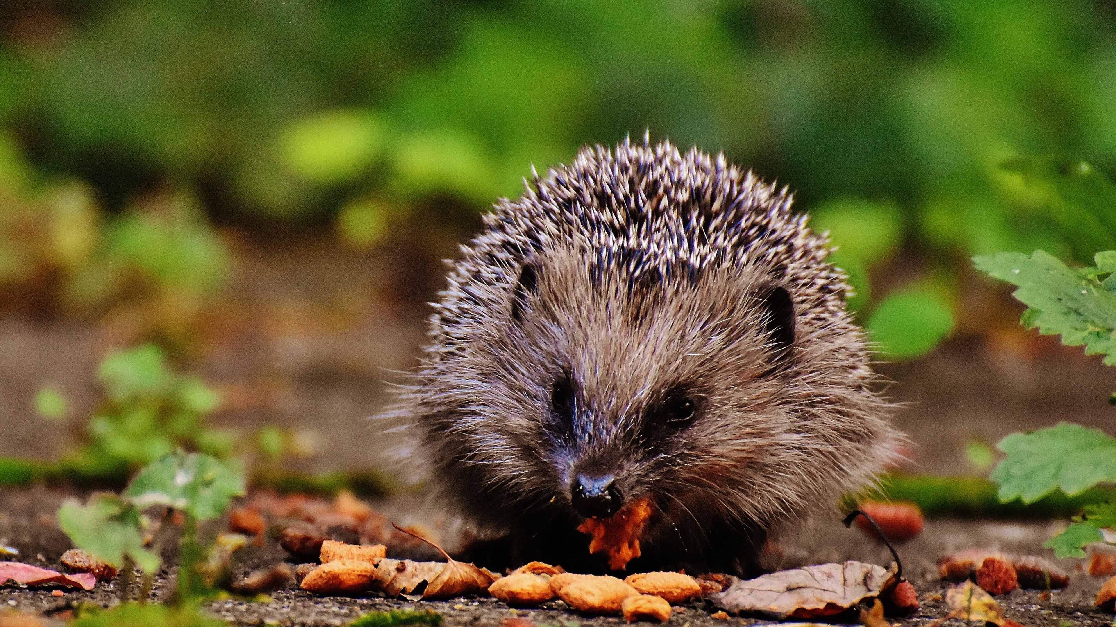 Galway and Oxford researchers call on public to join the ‘Great Big All-Ireland Hedgehog Count’