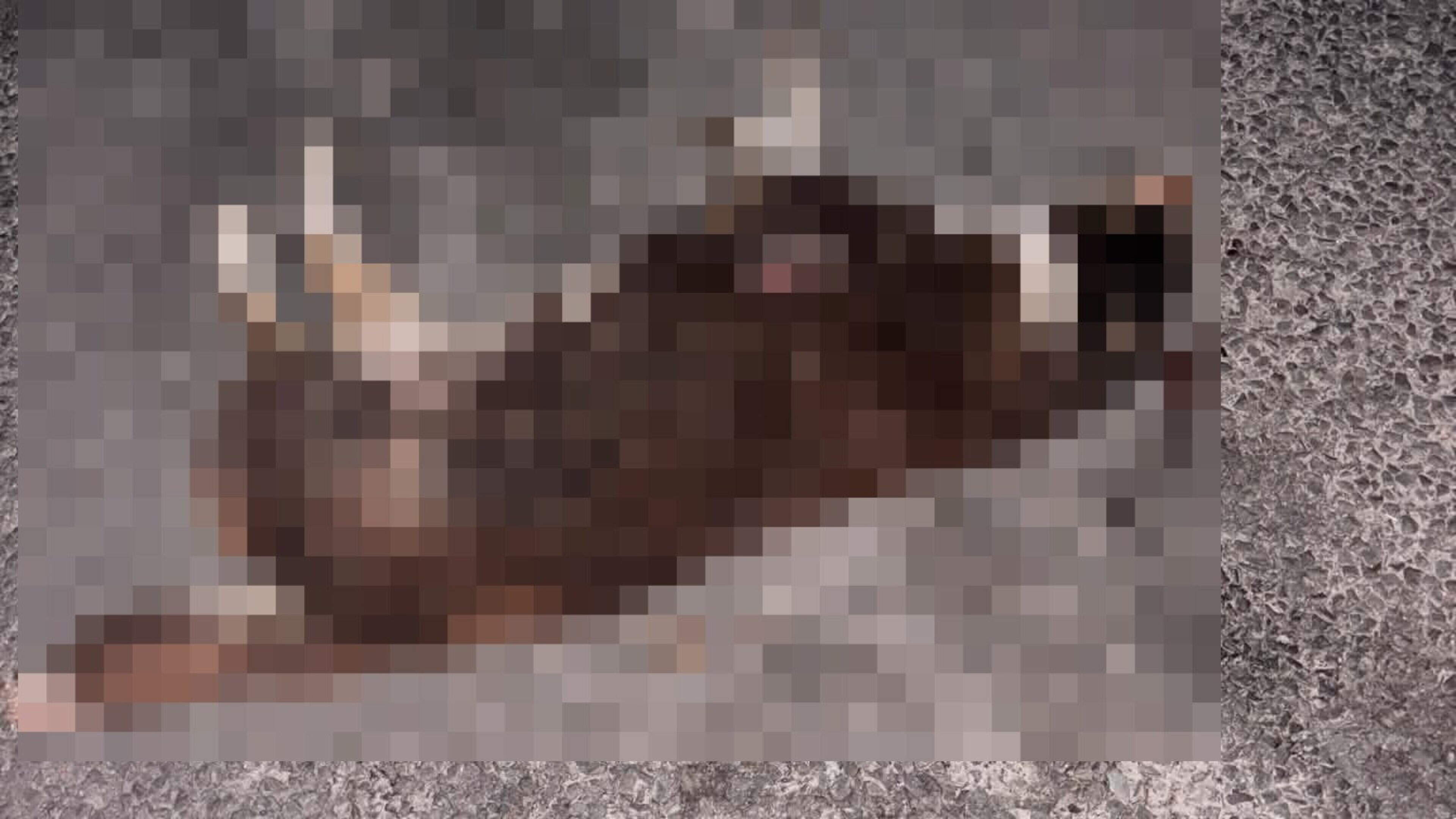 Anger as woman witnessed dog killed by driver who failed to stop - ‘Some people have no compassion’