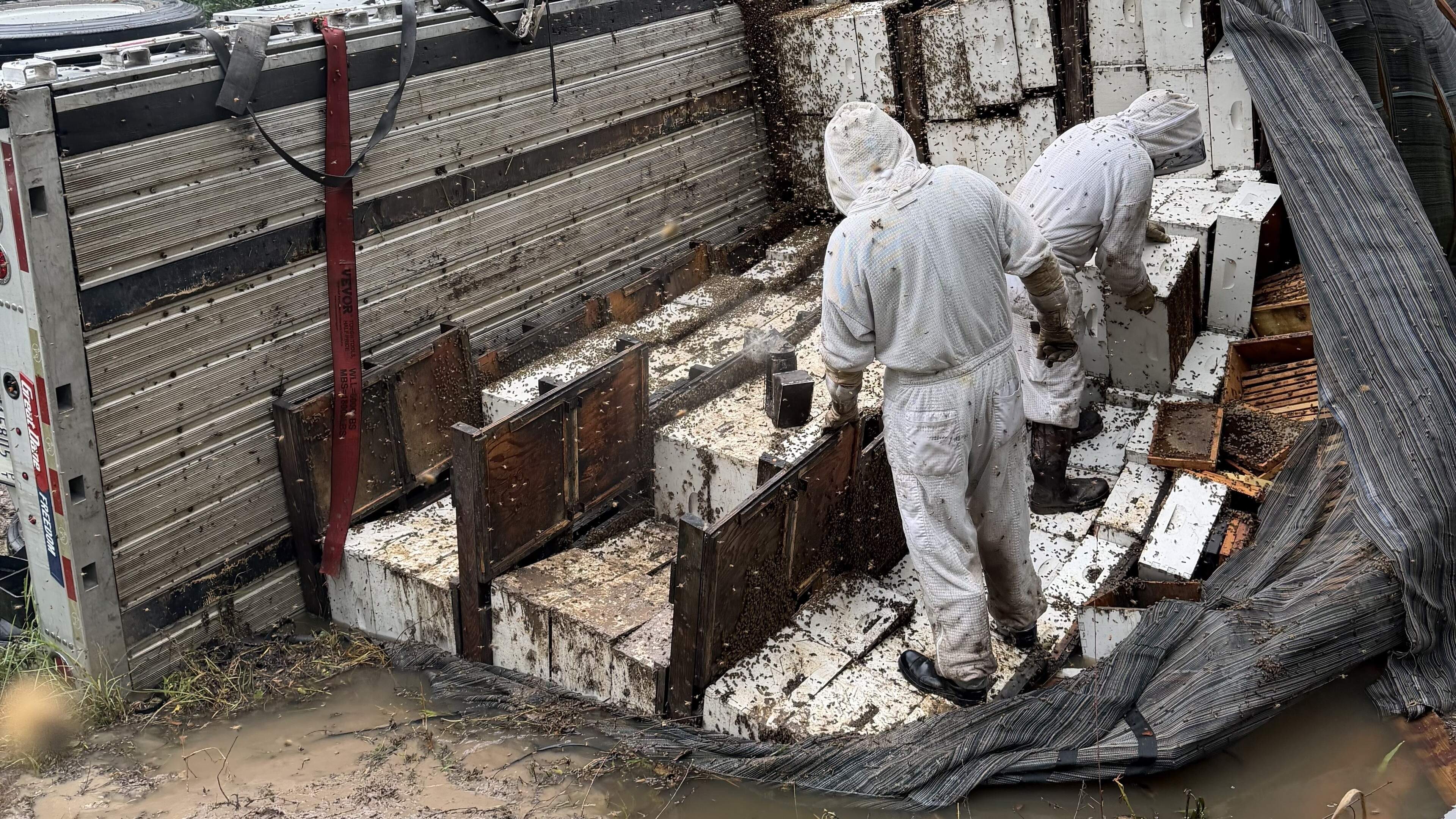Local beekeepers rush to save hives as US truck crash releases 20 million bees