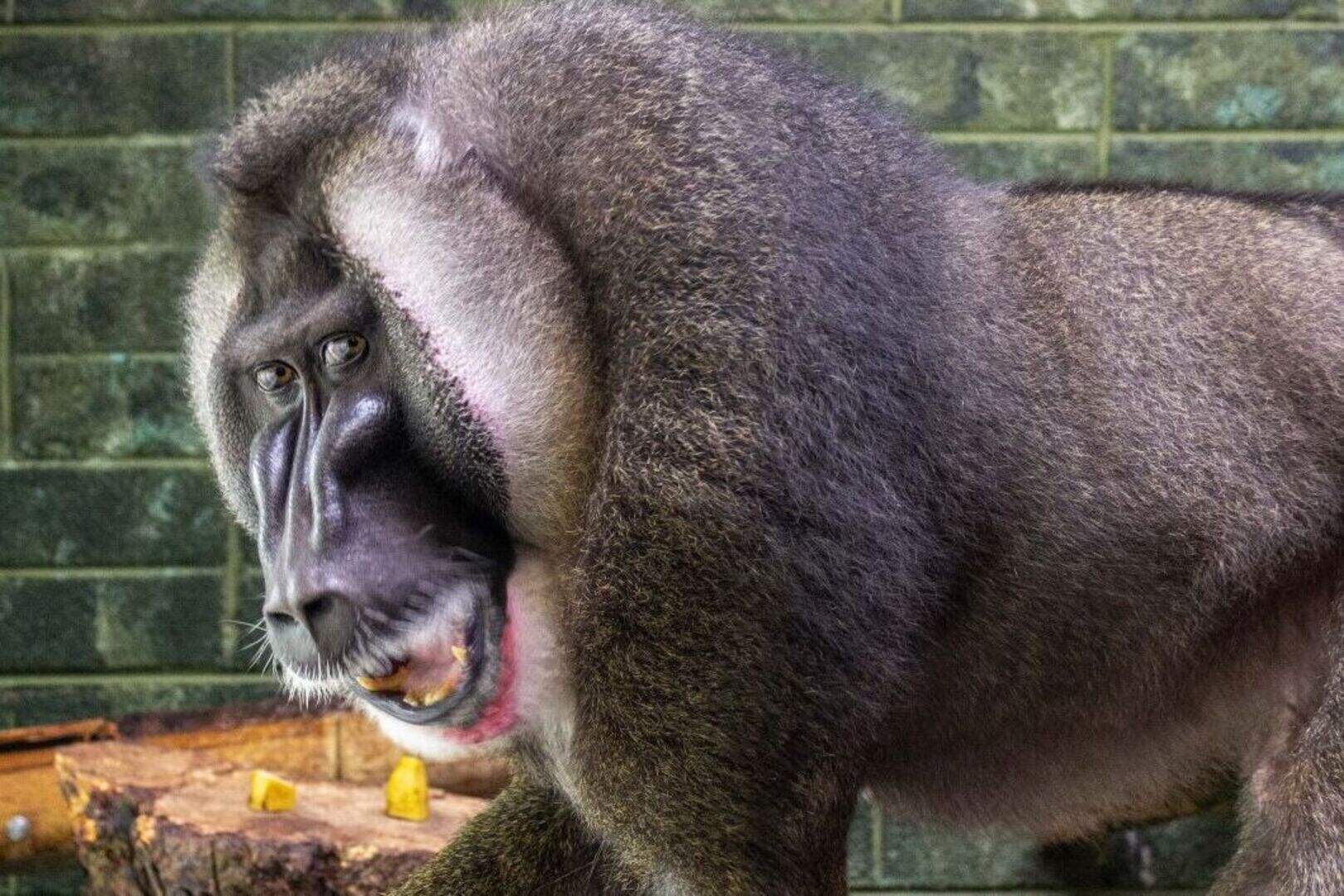 Fota announces the arrival of endangered Drill monkeys to Ireland ...