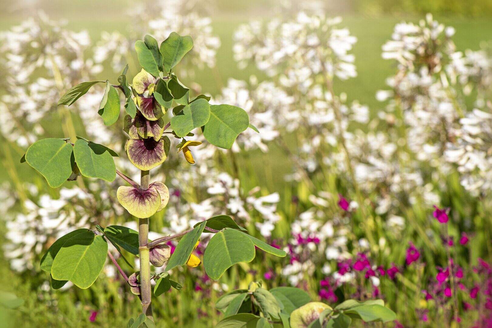 Diarmuid Gavin: A south Dublin treasure trove for rare plants | Irish  Independent