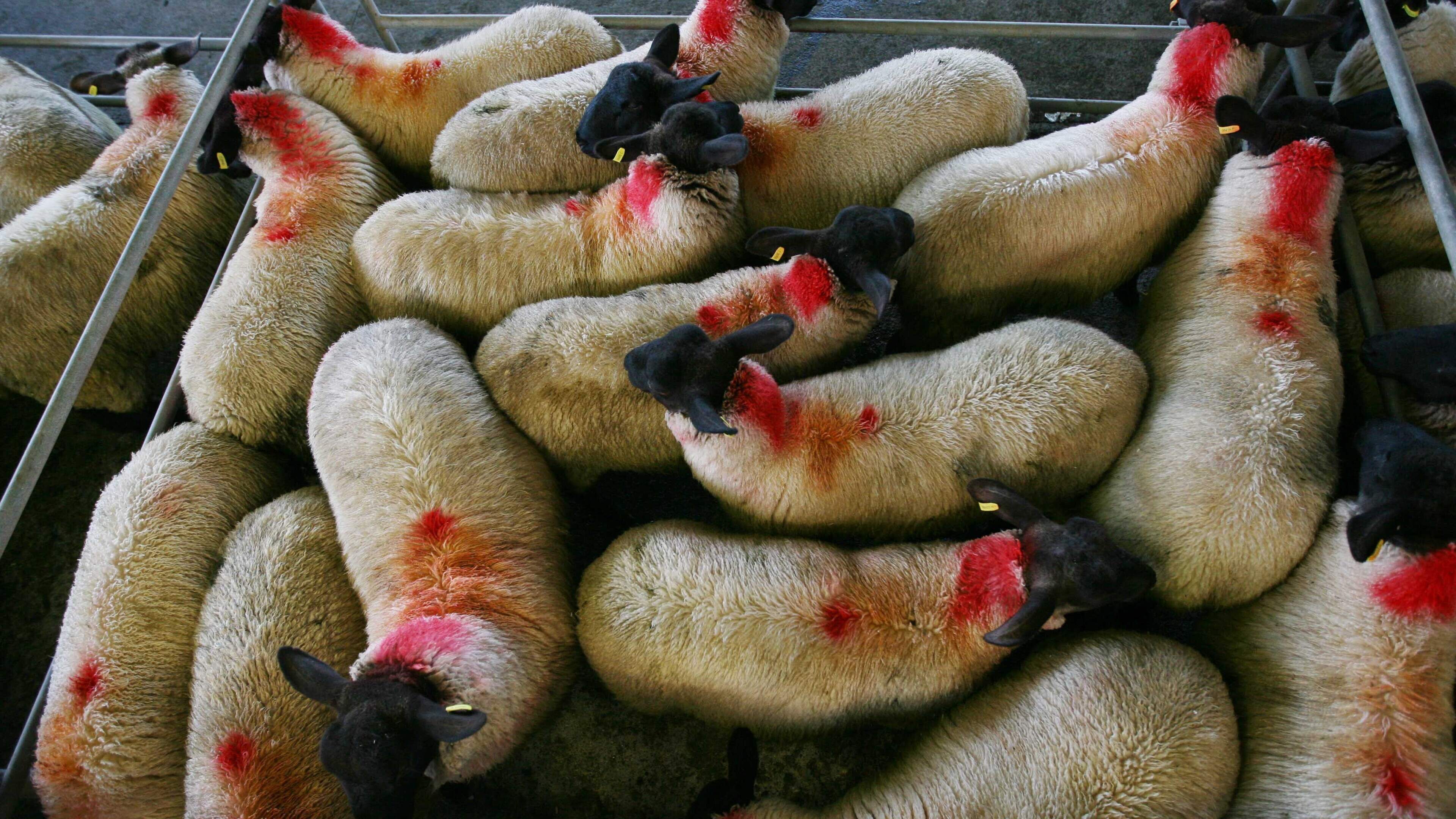 Lamb quotes fall as factories test mid-season supplies