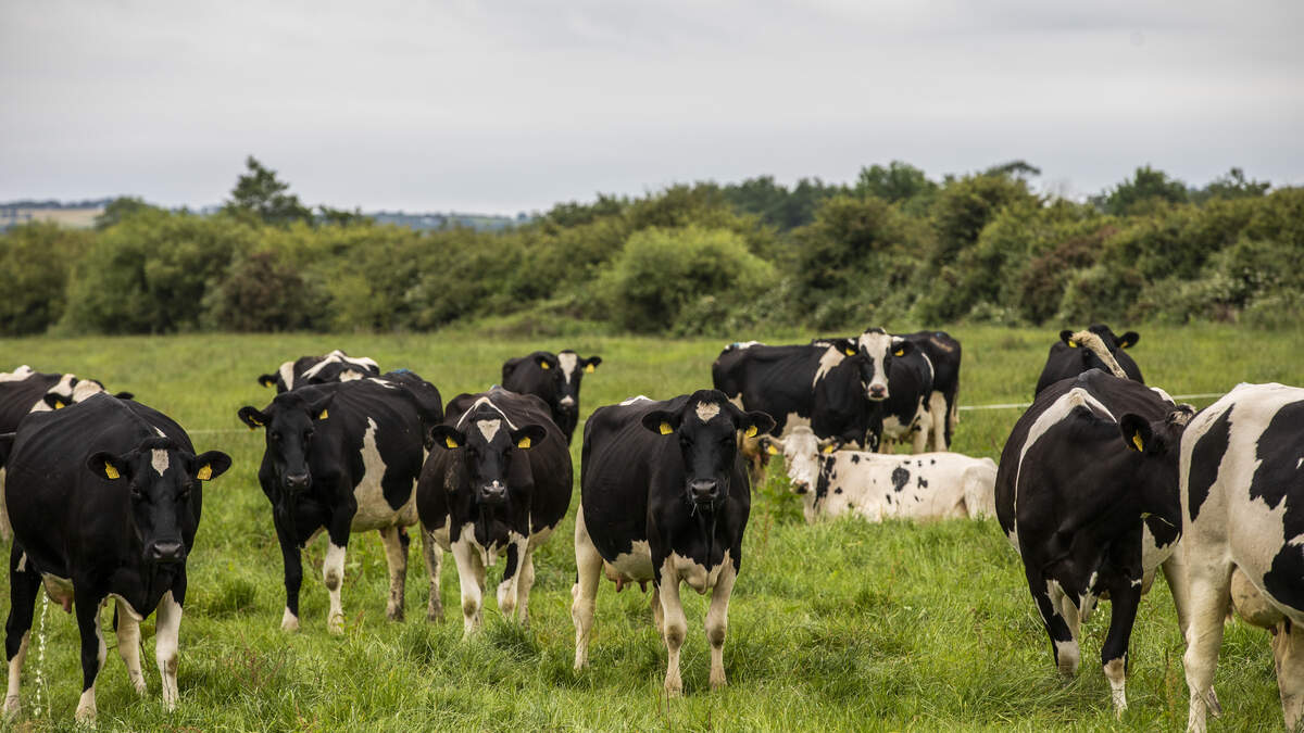 New Zealand milk production hits record on strong global prices