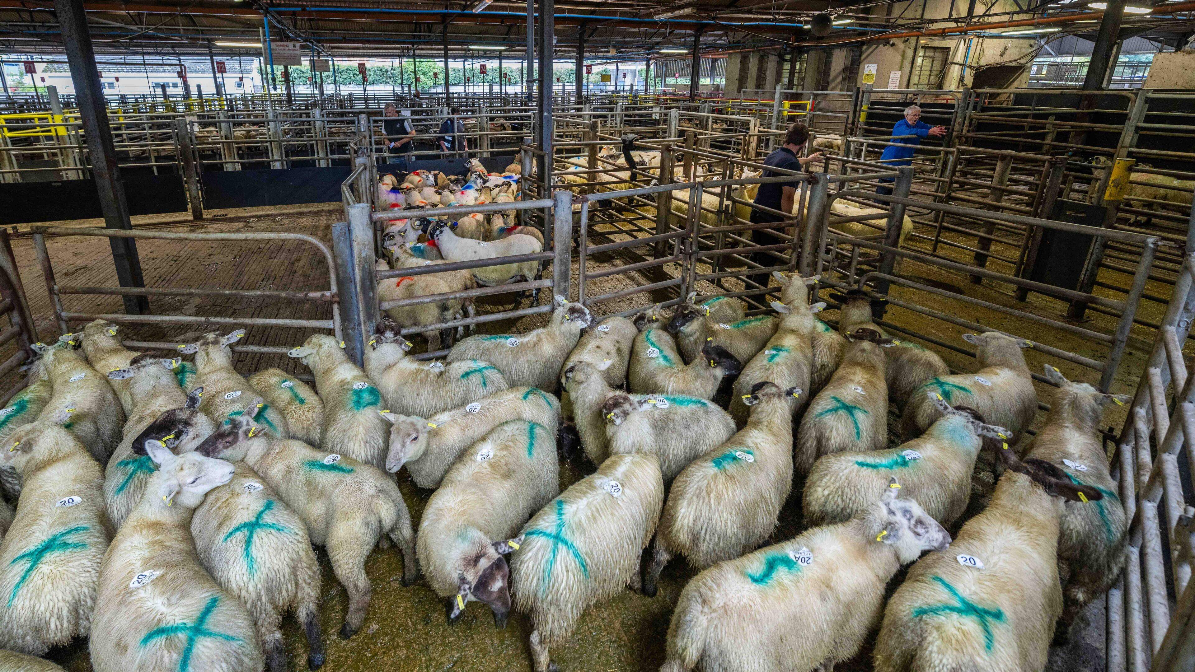 Breeding sheep prices under spotlight as cull trade surges