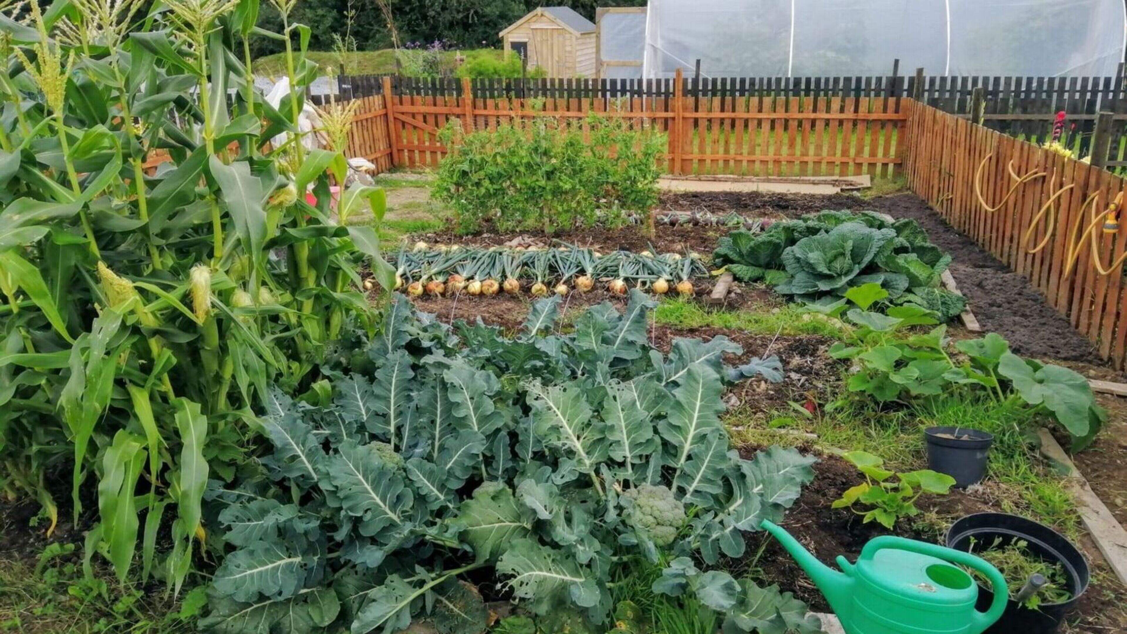 Council-run allotments could allow Cork residents to grow their own food