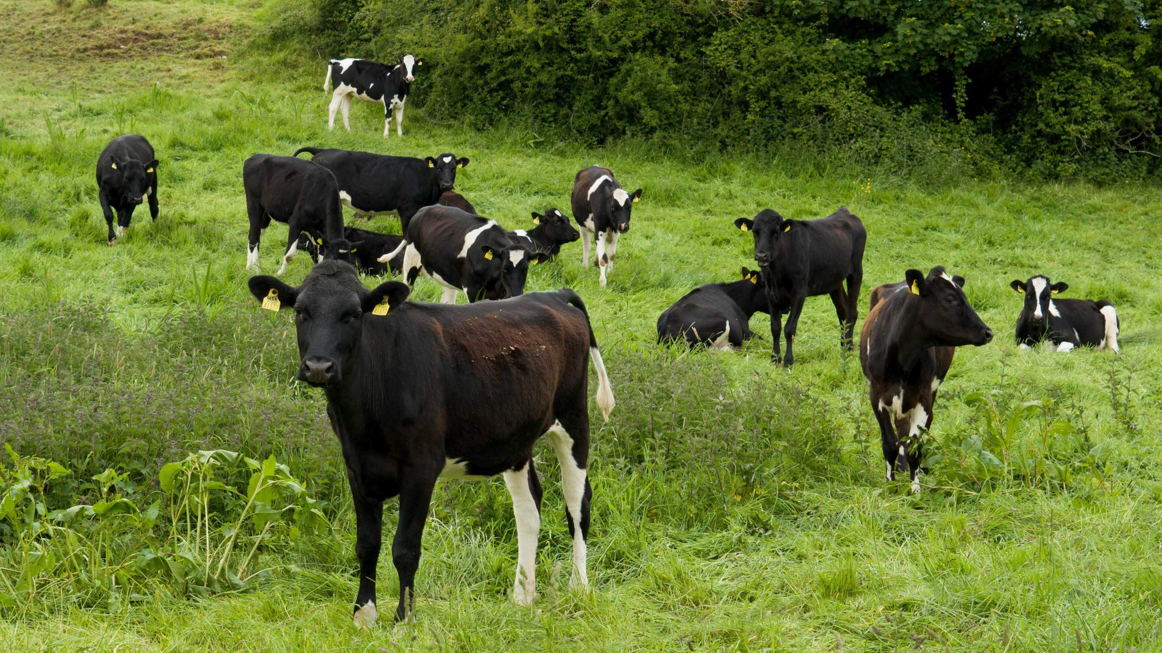 Average farm income to fall by more than €20,000 this year — Teagasc 