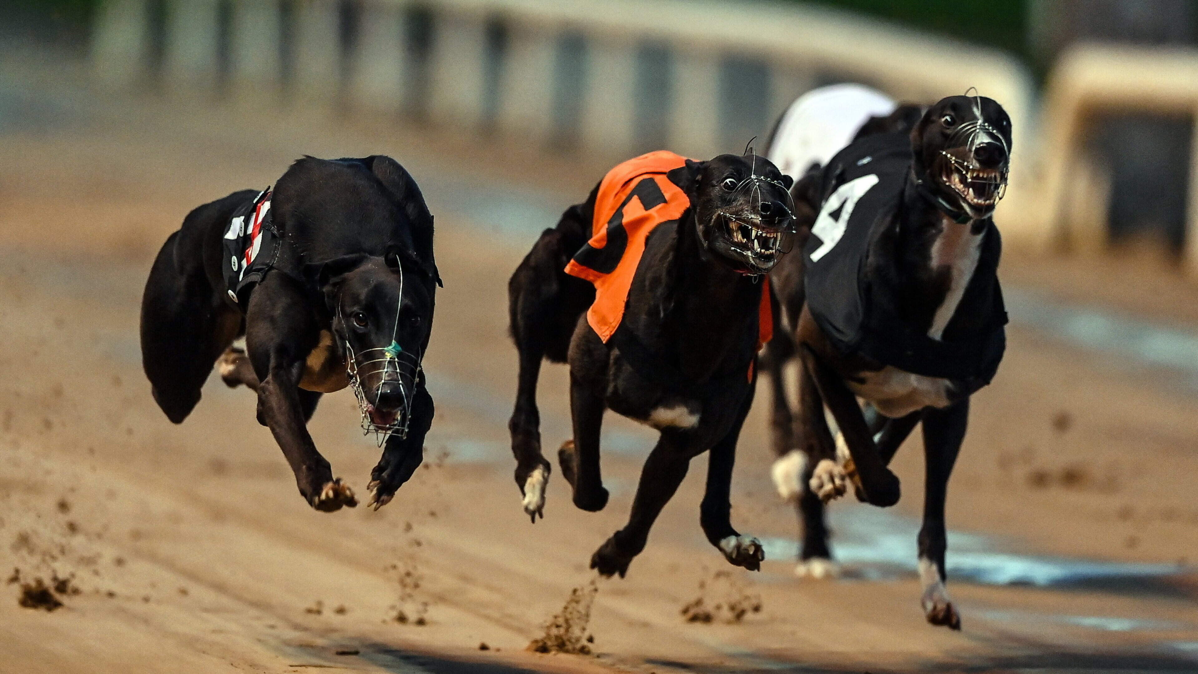 Killoughrim bolts to impressive victory at Enniscorthy greyhound stadium